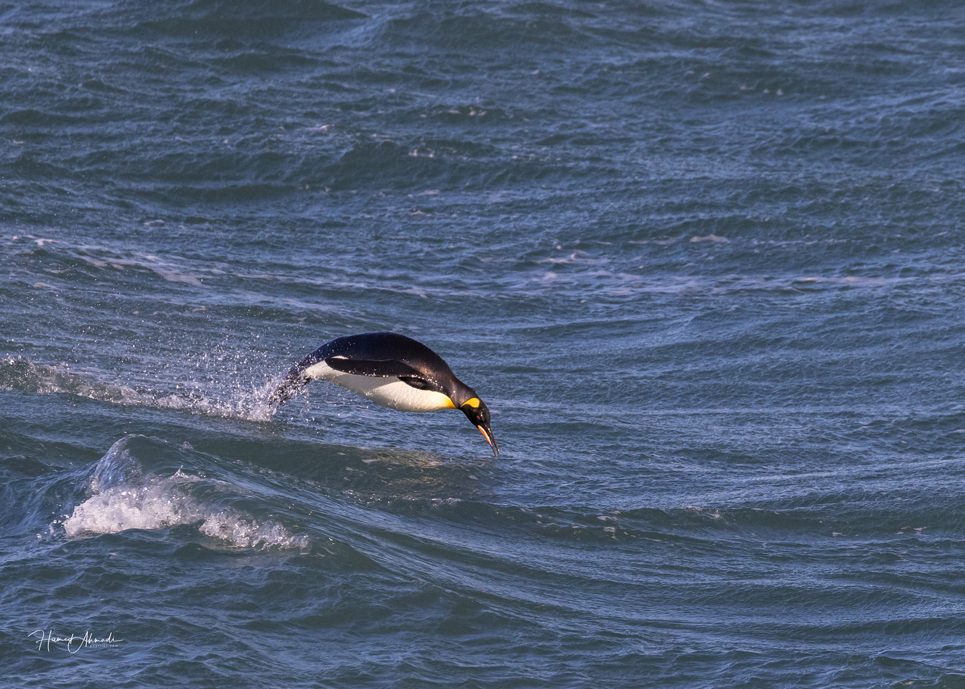 King Penguin, South Georgia Island