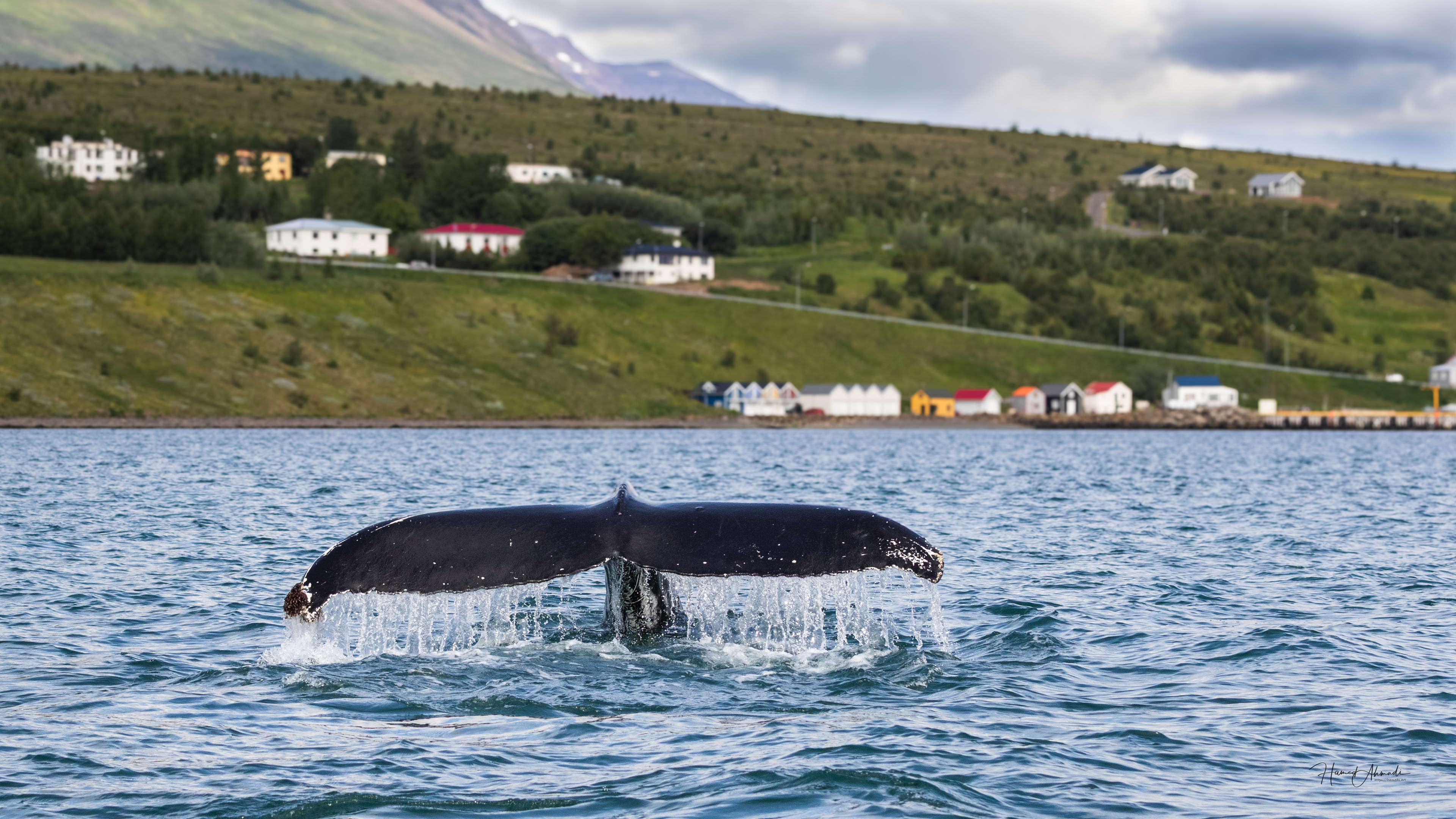 Humpback whale, Iceland