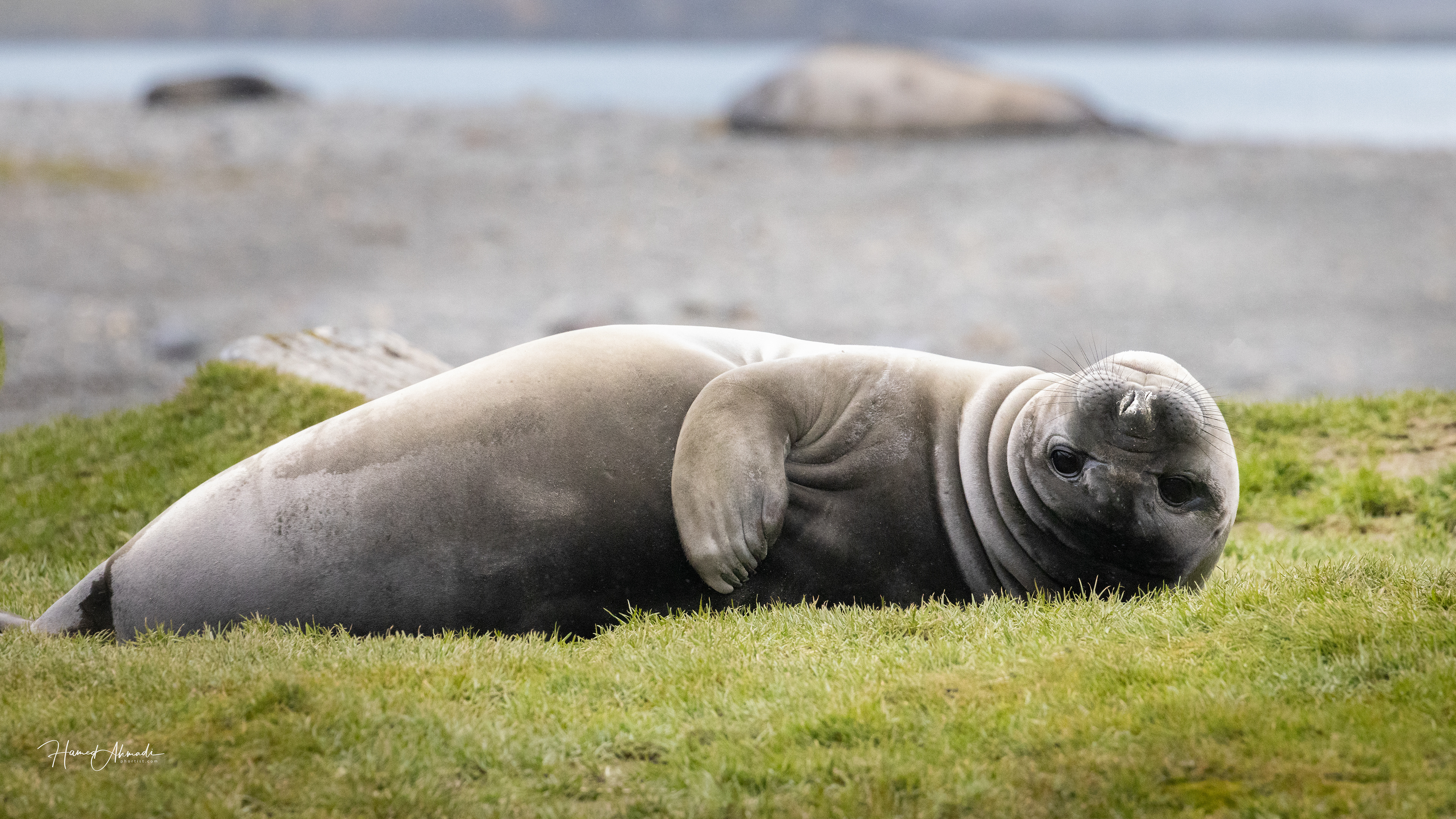 Seal pup, South Georgia