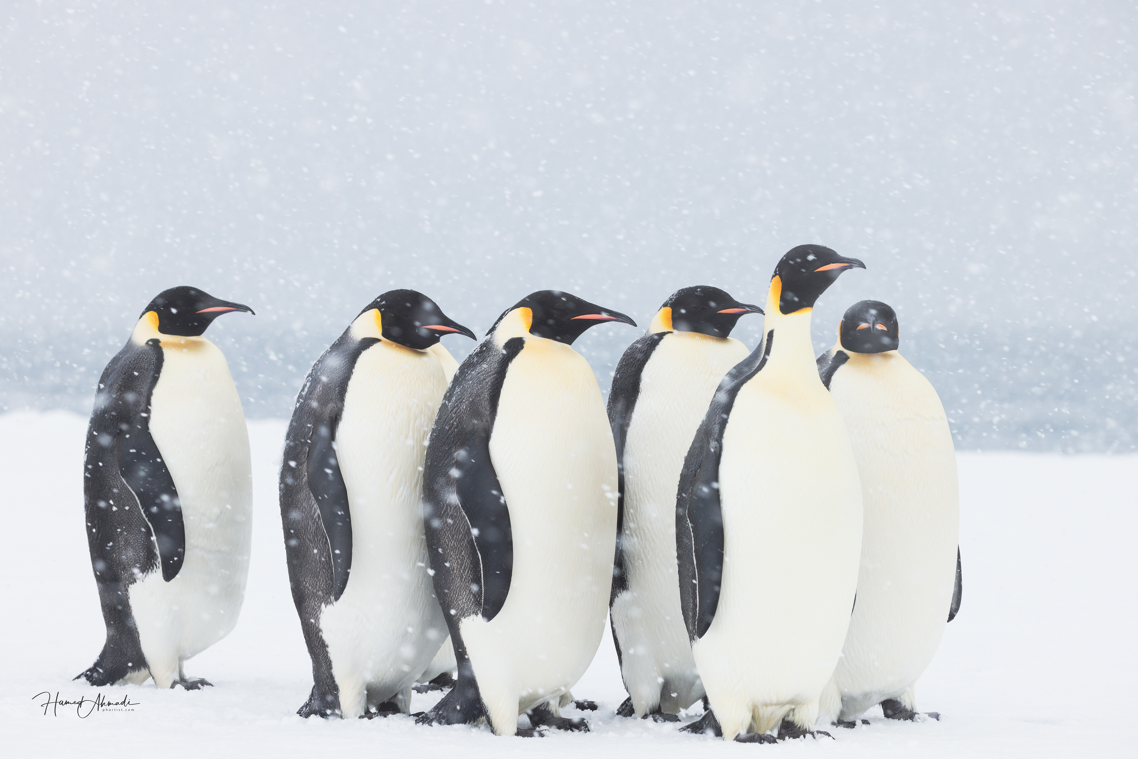 Emperor Penguins, Antarctica