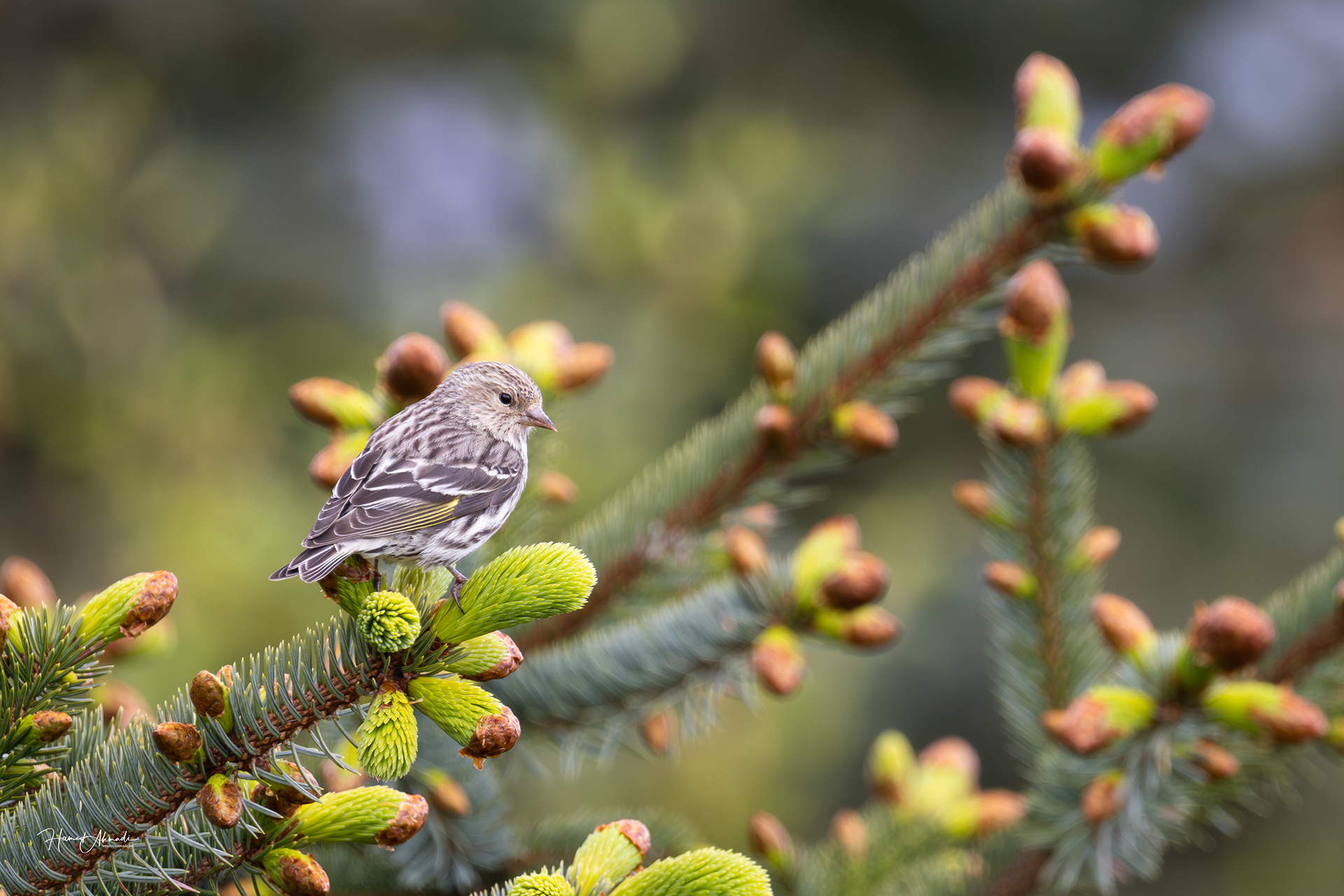 Fort Abercrombie, Kodiak Island, Alaska