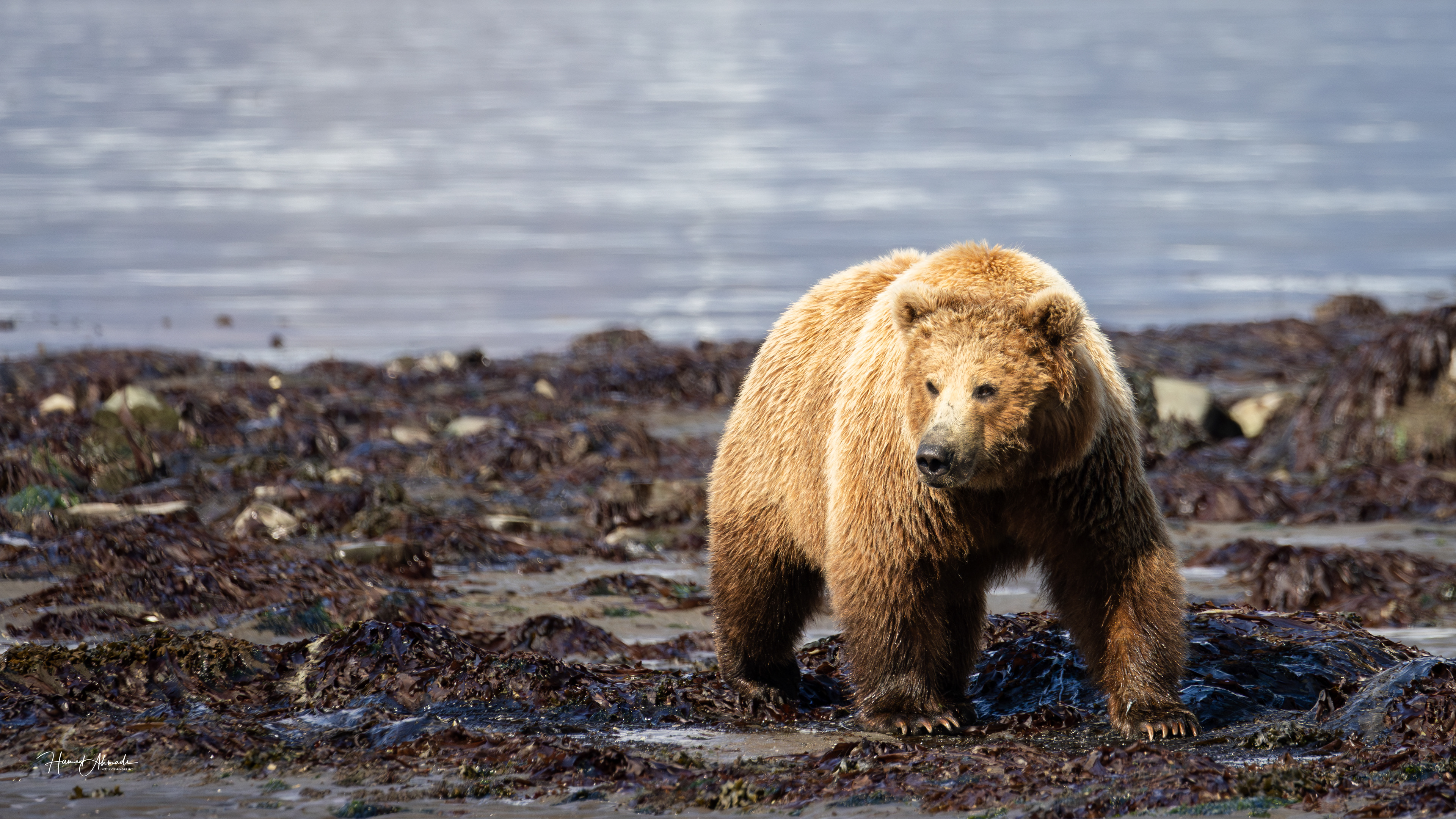 Kodiak Island, Alaska