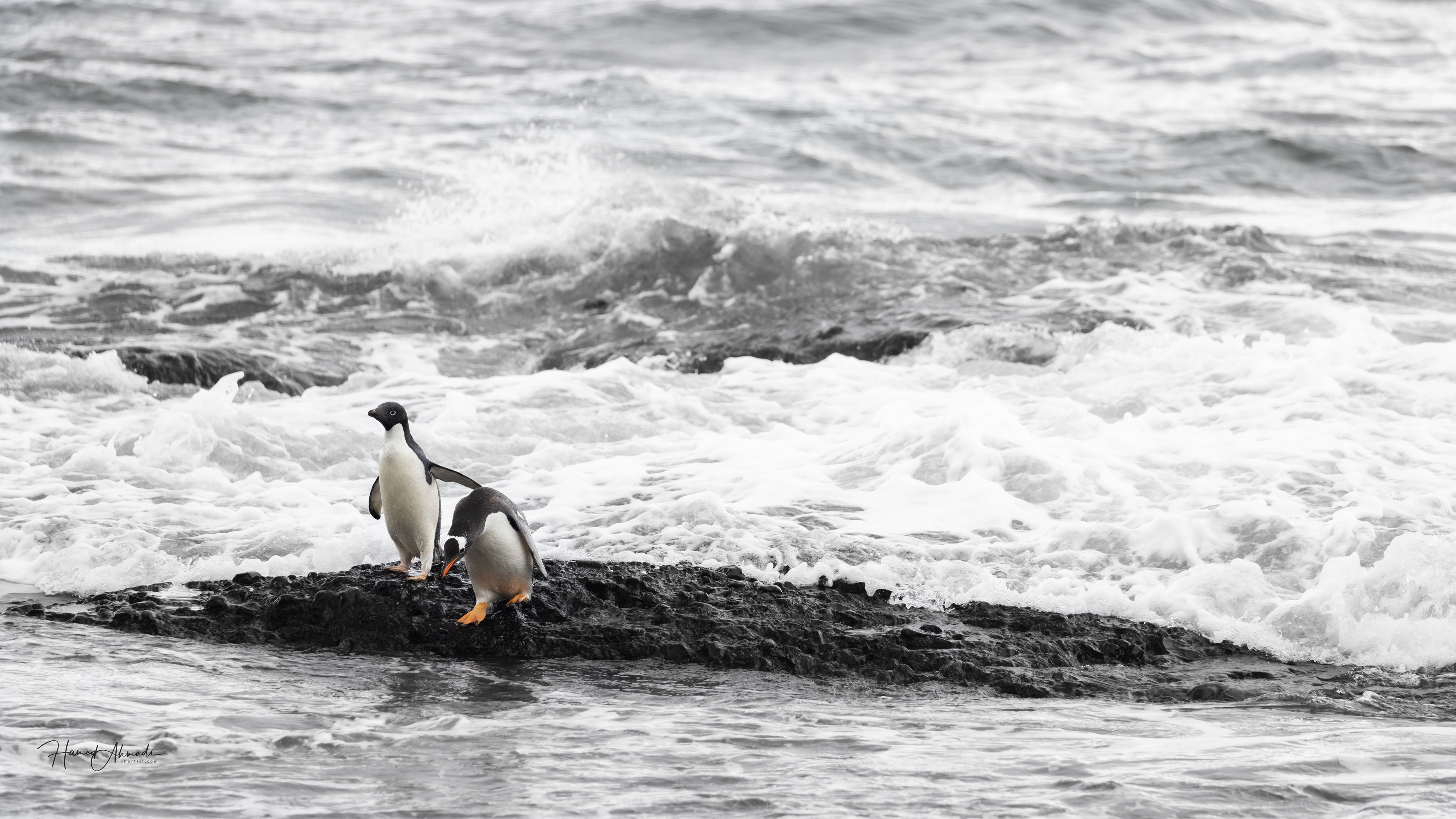 Adelie and Gentoo Penguins, Antarctica