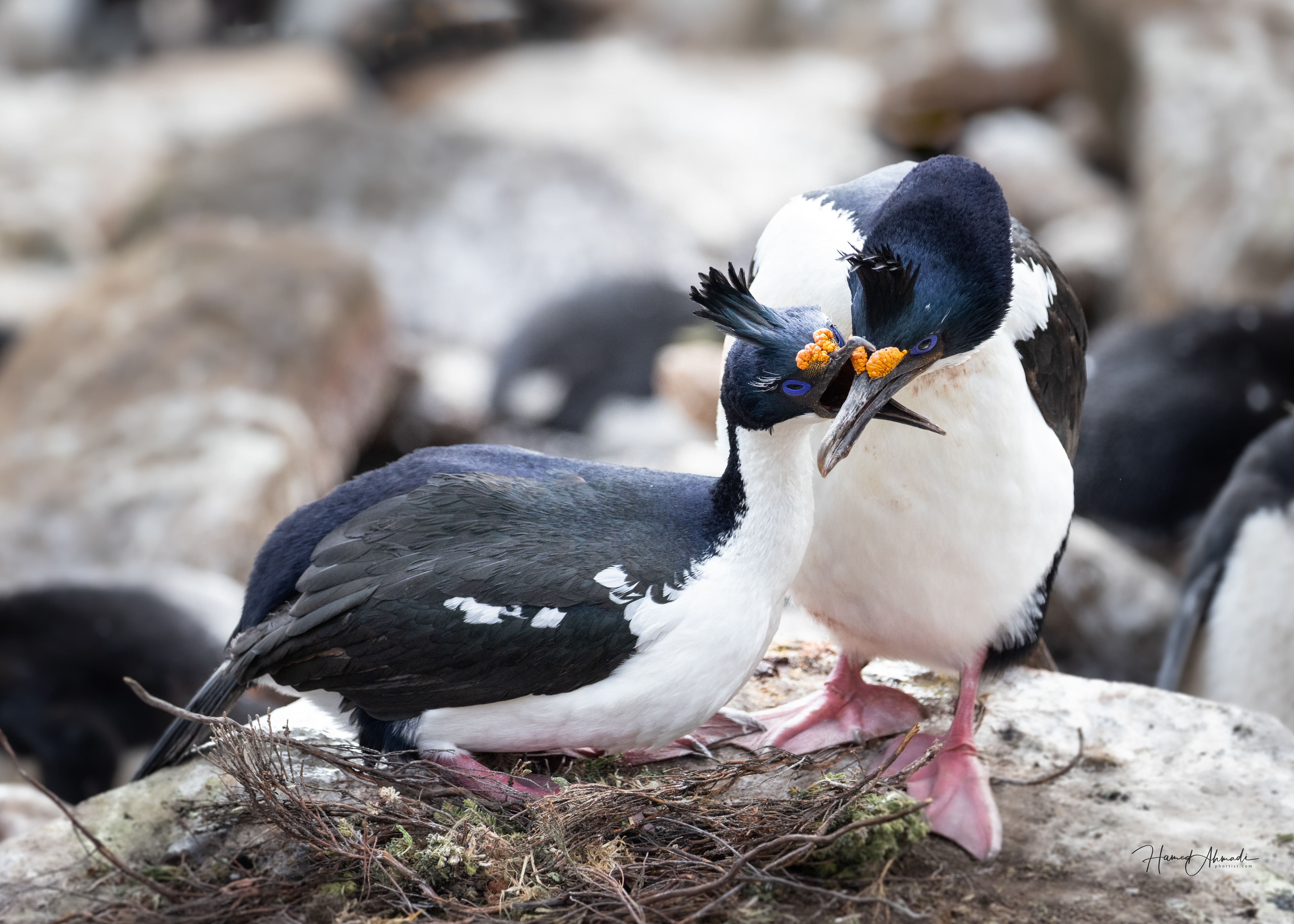 Blue Eye Cormorants, Falkland Islands
