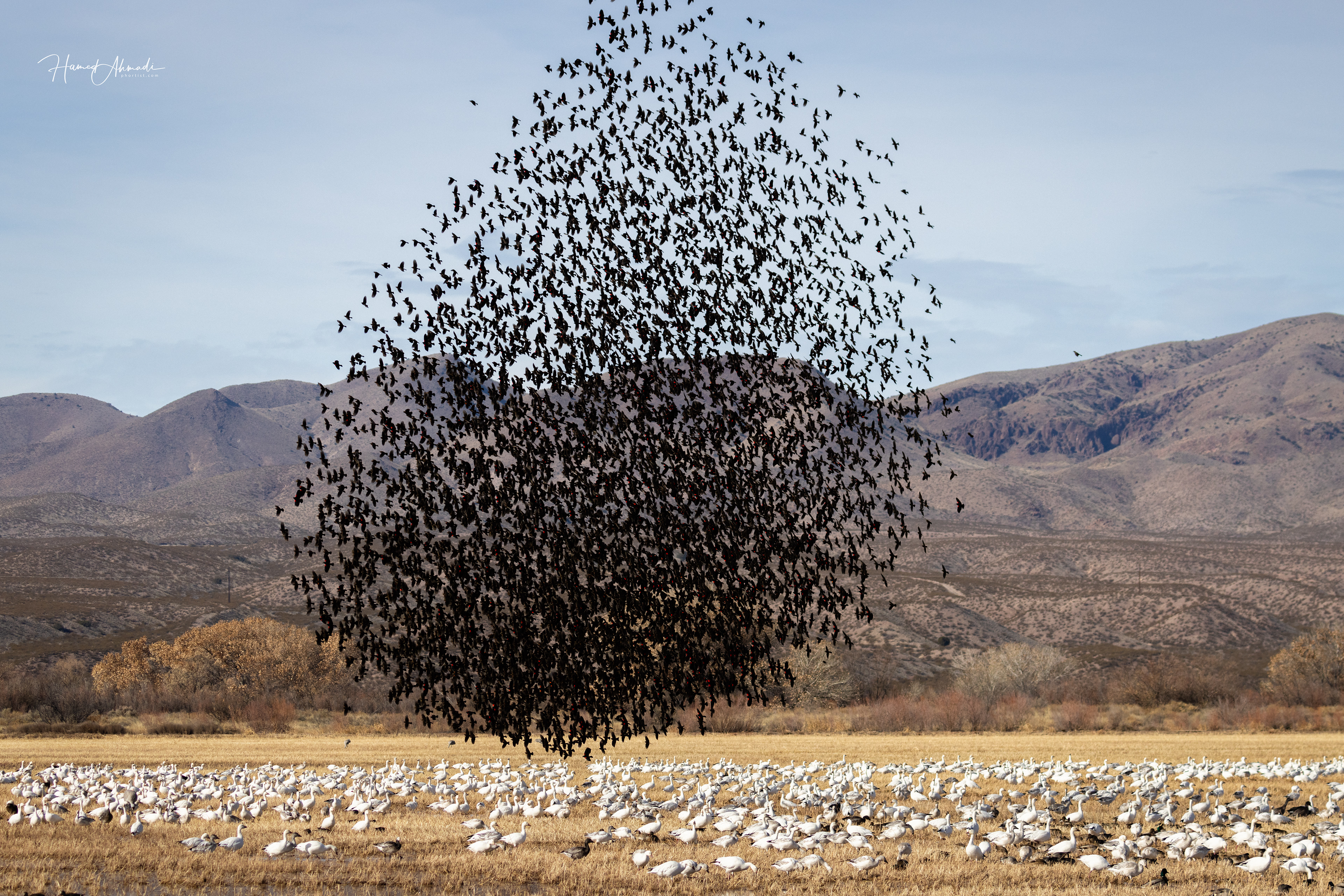 Harmonious Dance of Red-Wing Black Birds, New Mexico