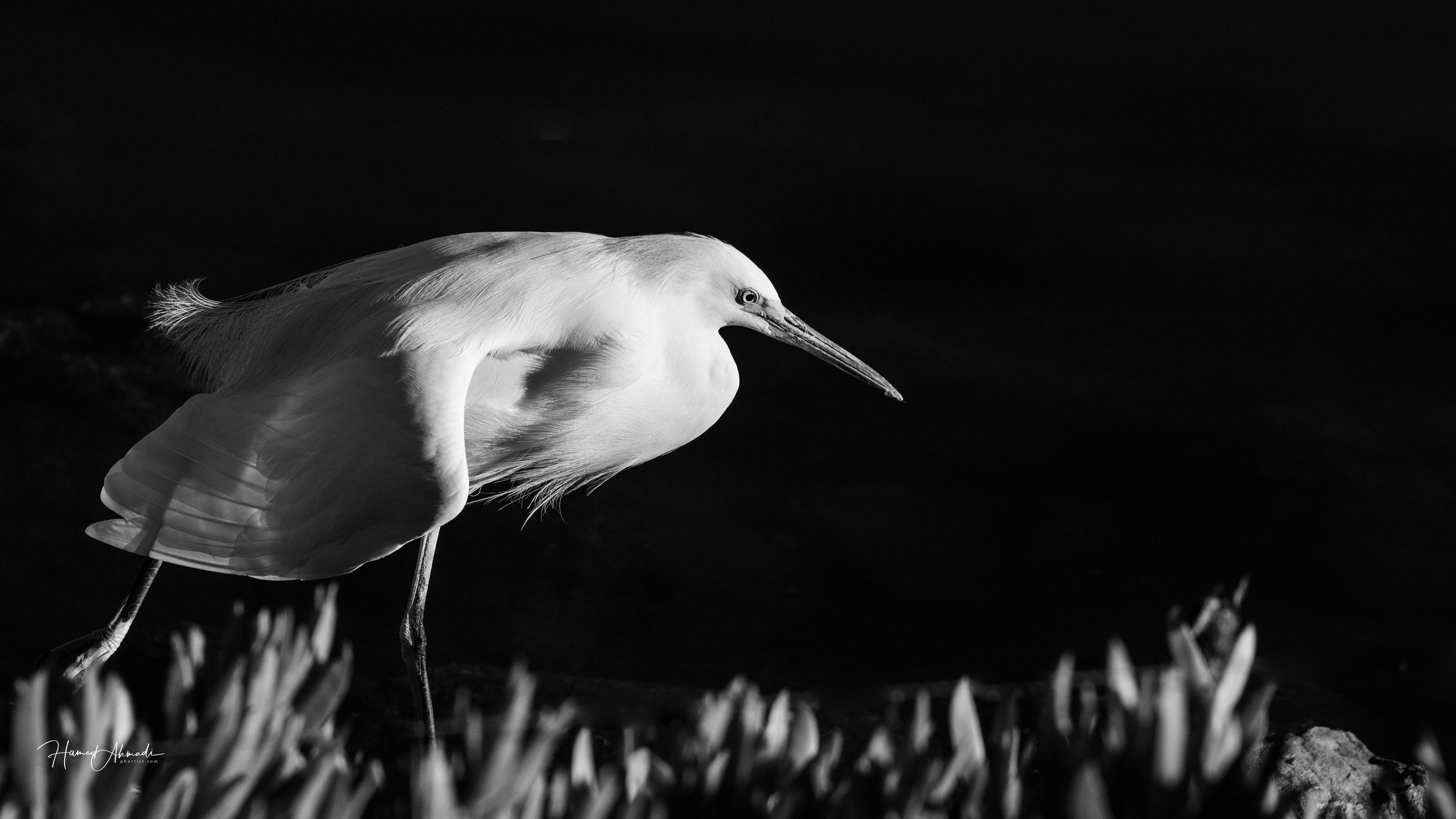 White Heron, California