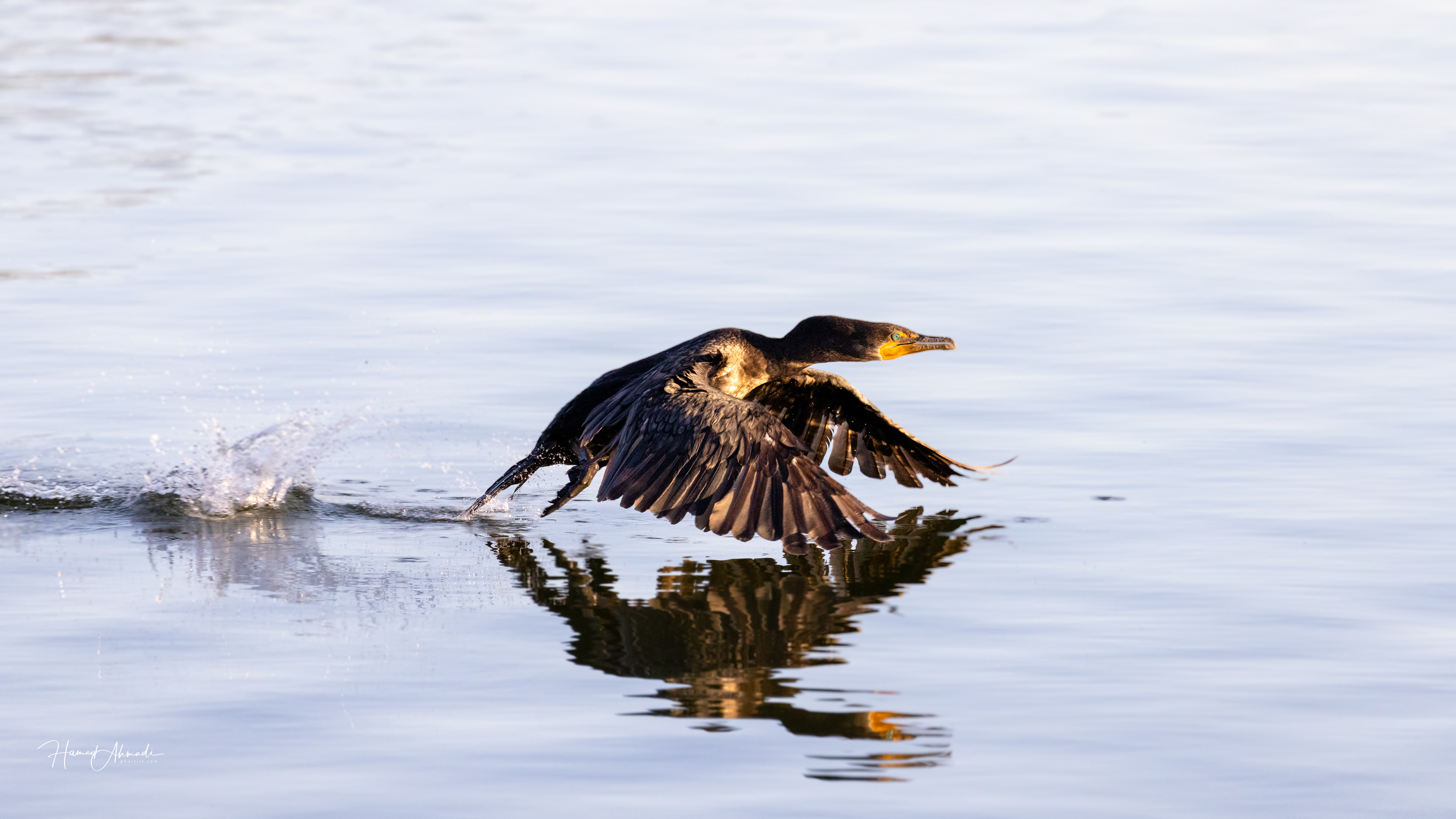 Cormorant, California