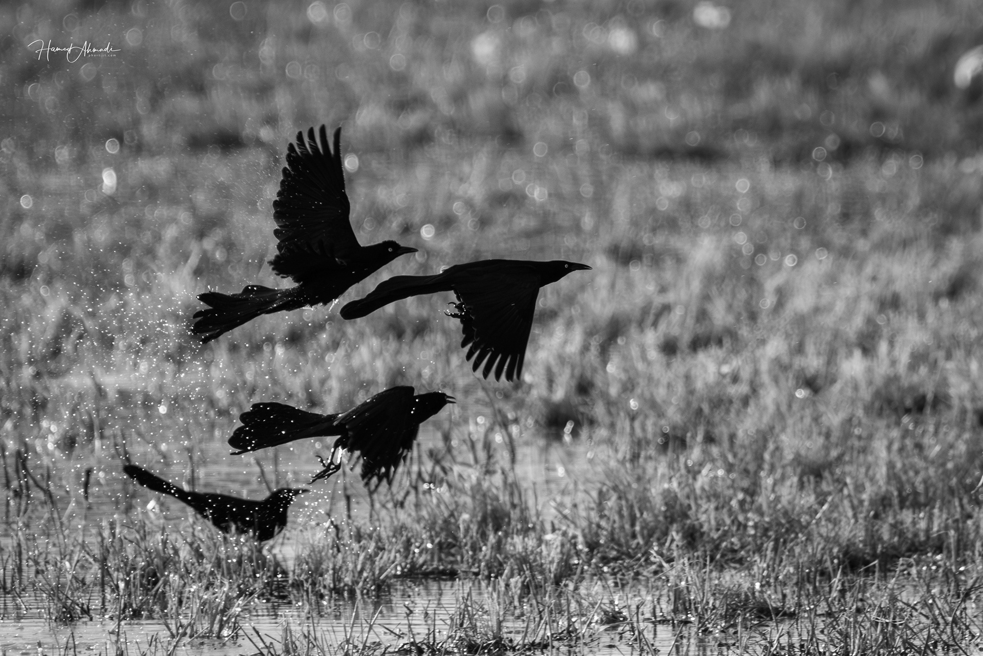 Crows, New Mexico