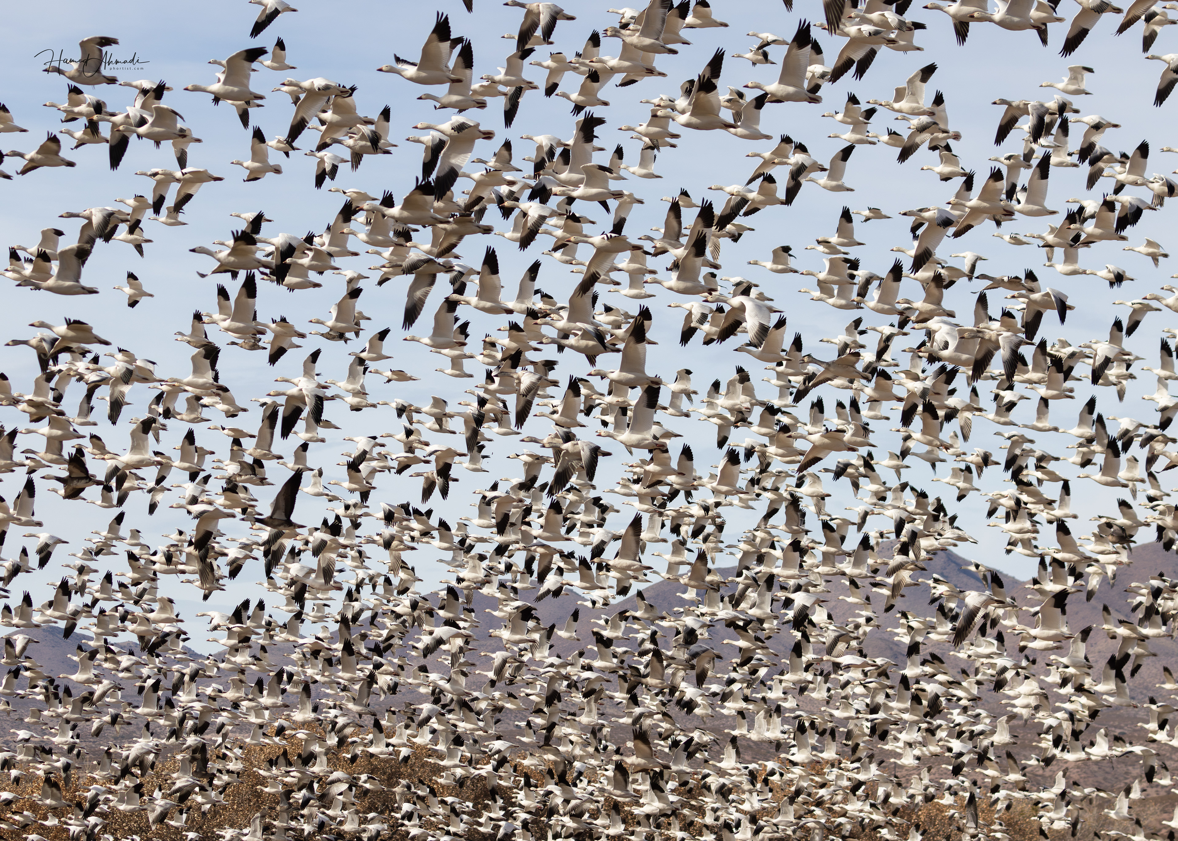 Snow Geese, Bosque del Apache Refuge, New Mexico