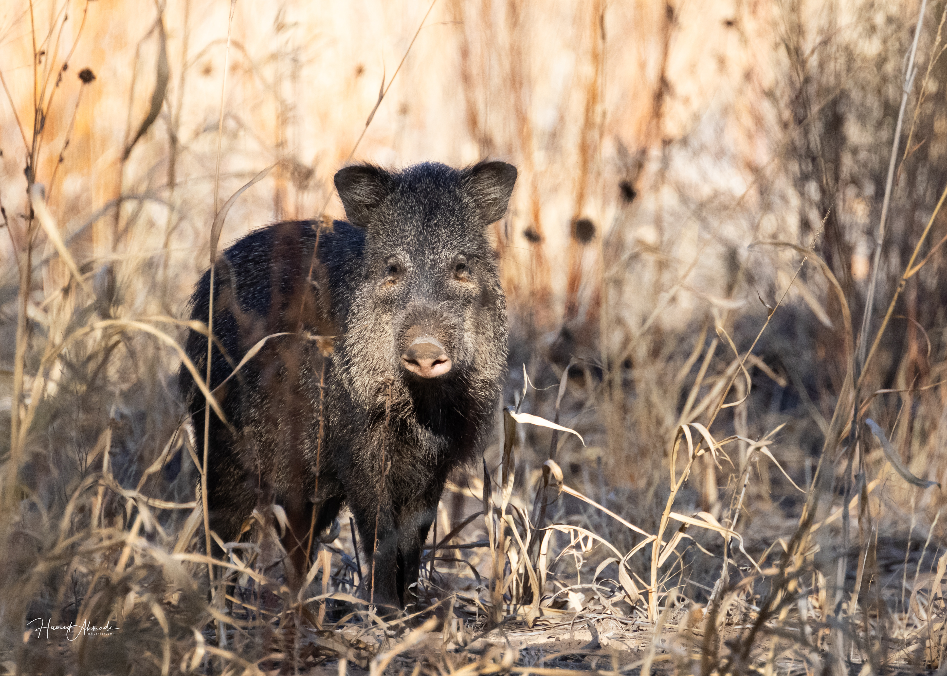 A Young Javelina, Bosque del Apache Refuge, New Mexico