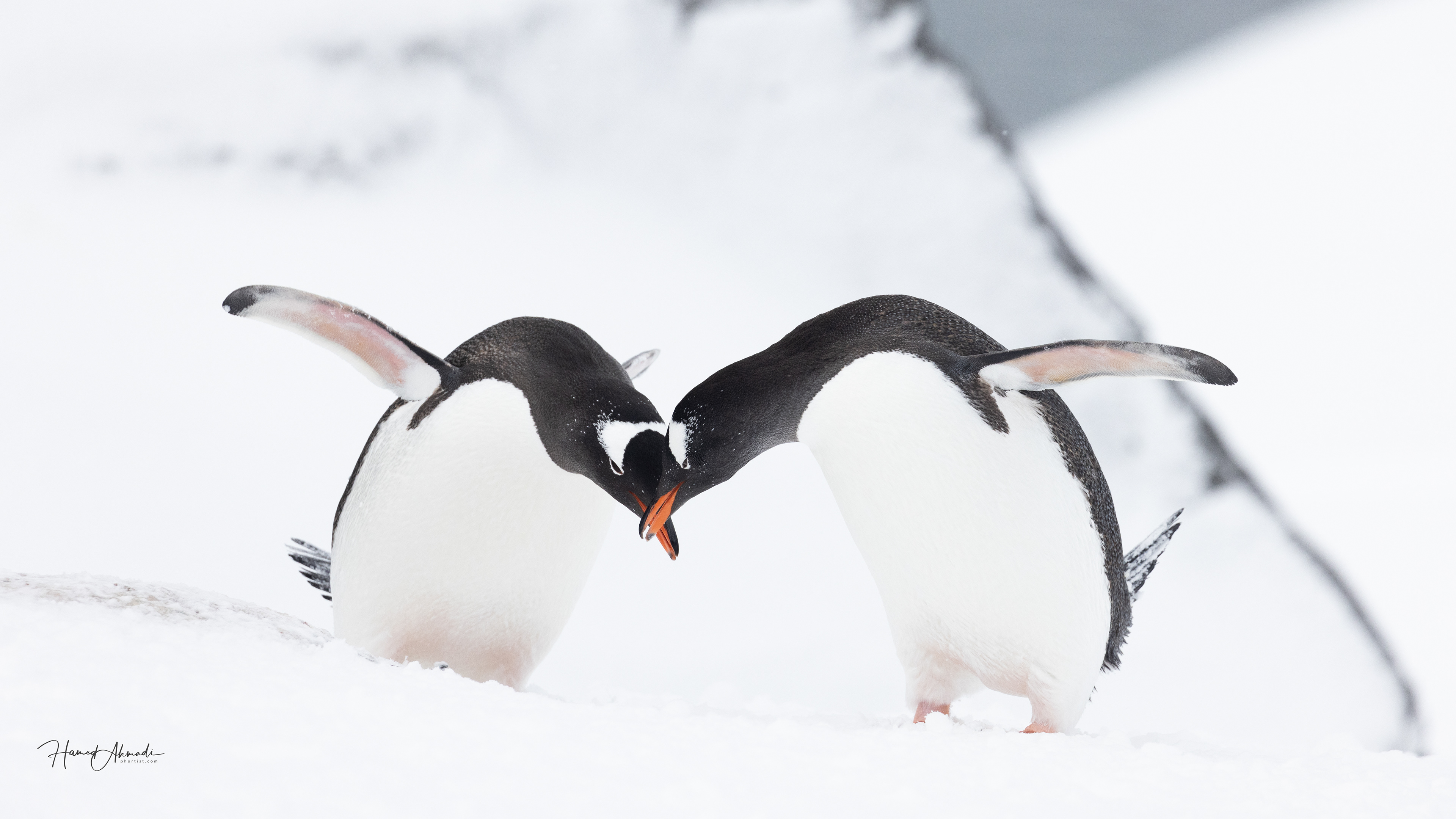 Gentoo Penguins, Antarctica