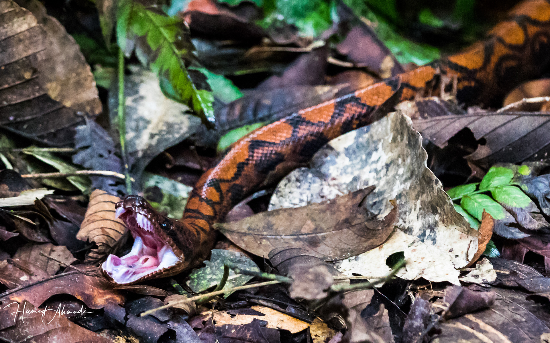 Rainbow Snake, Amazon Rain Forest, Peru