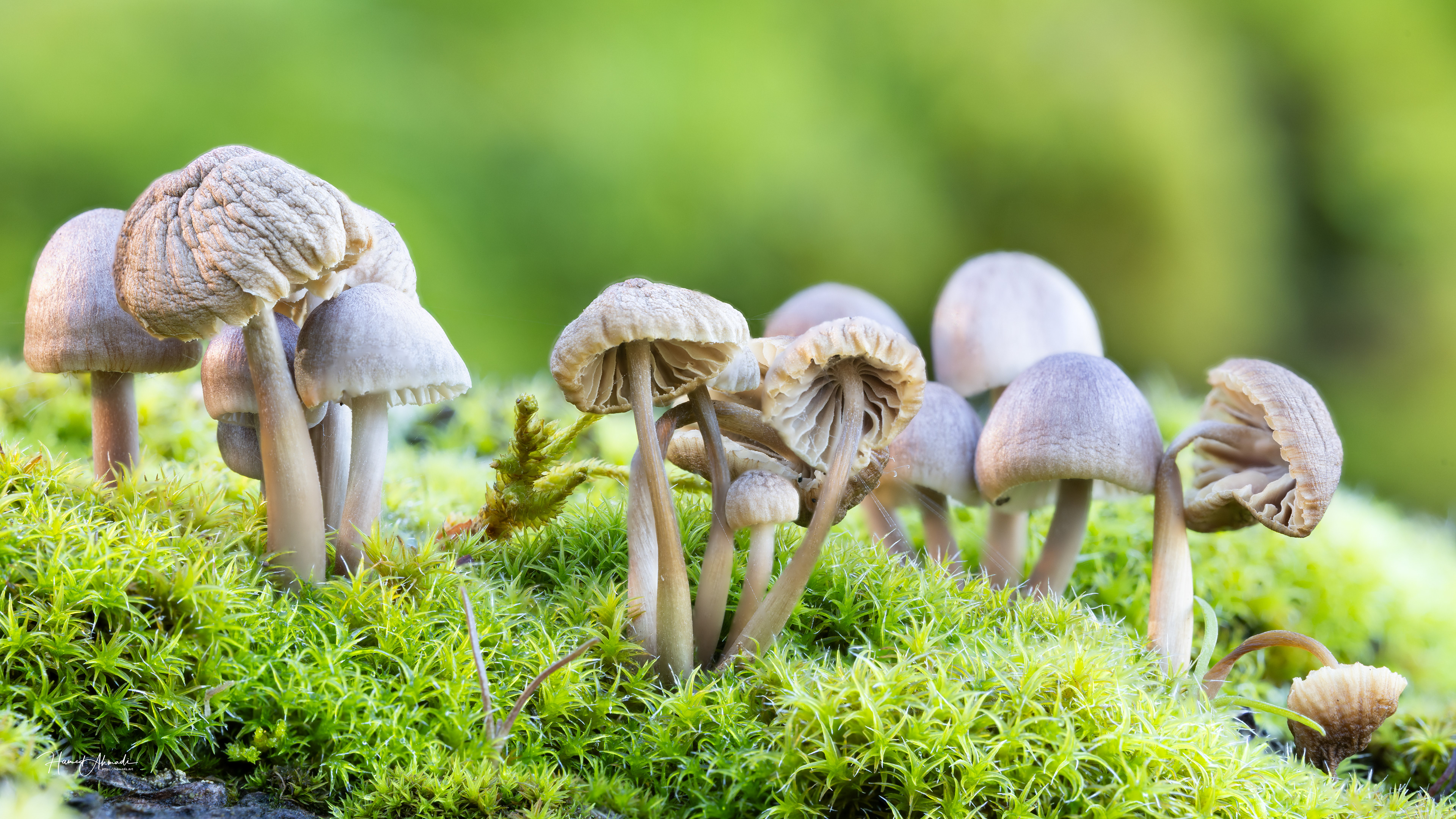 Clear Lake, California