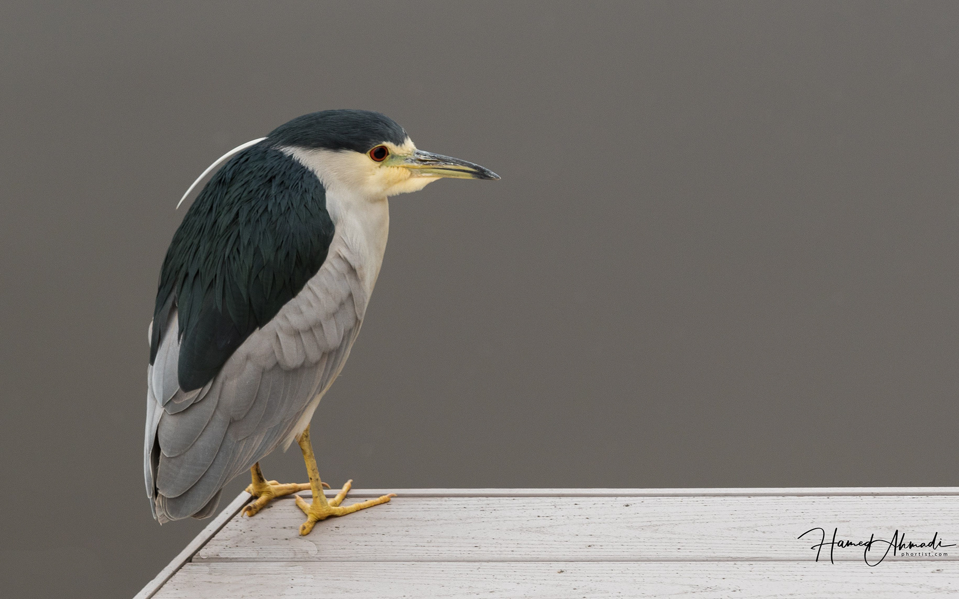 Crowned Night Heron, California