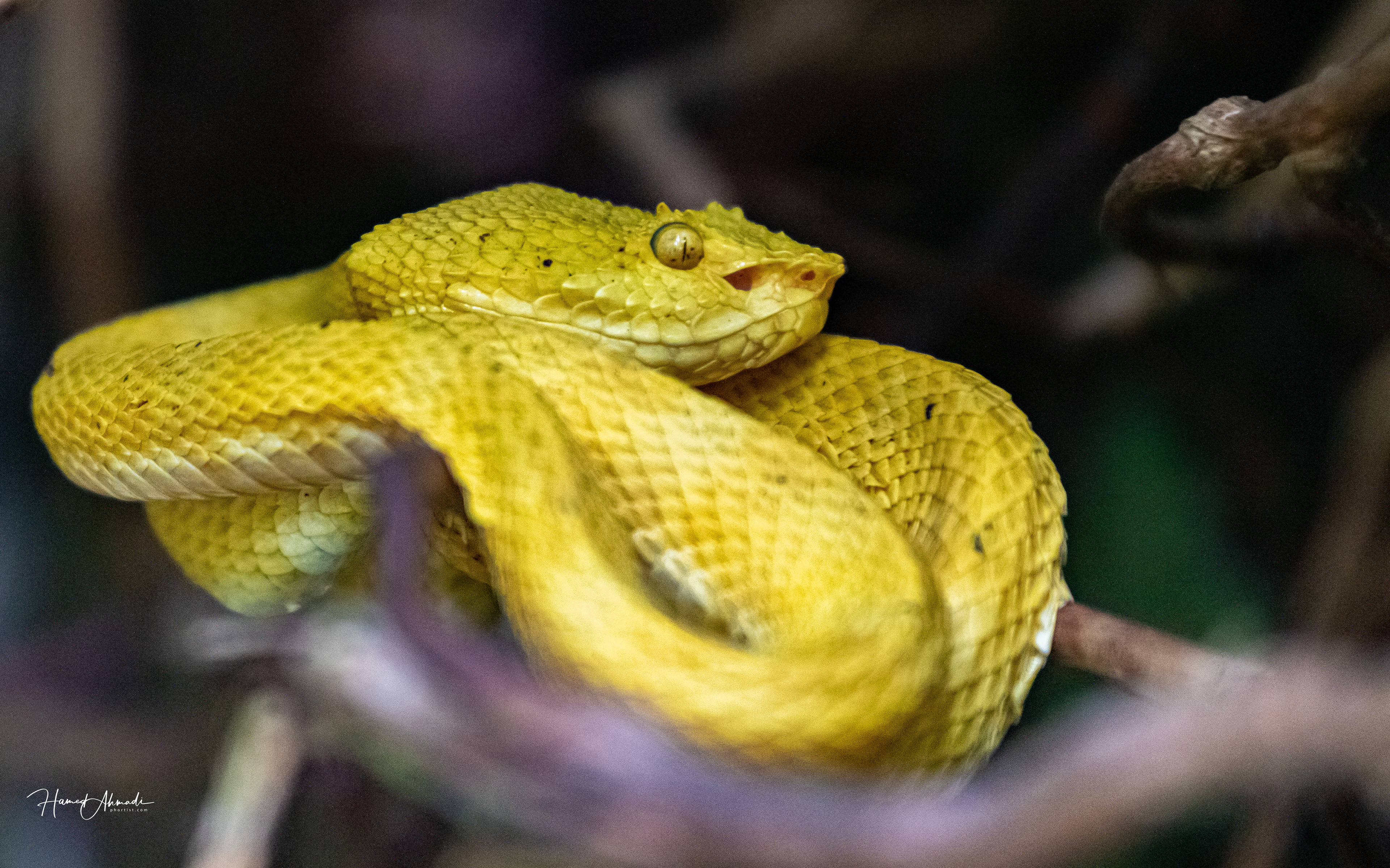 Eyelash Viper Snake, Costa Rica