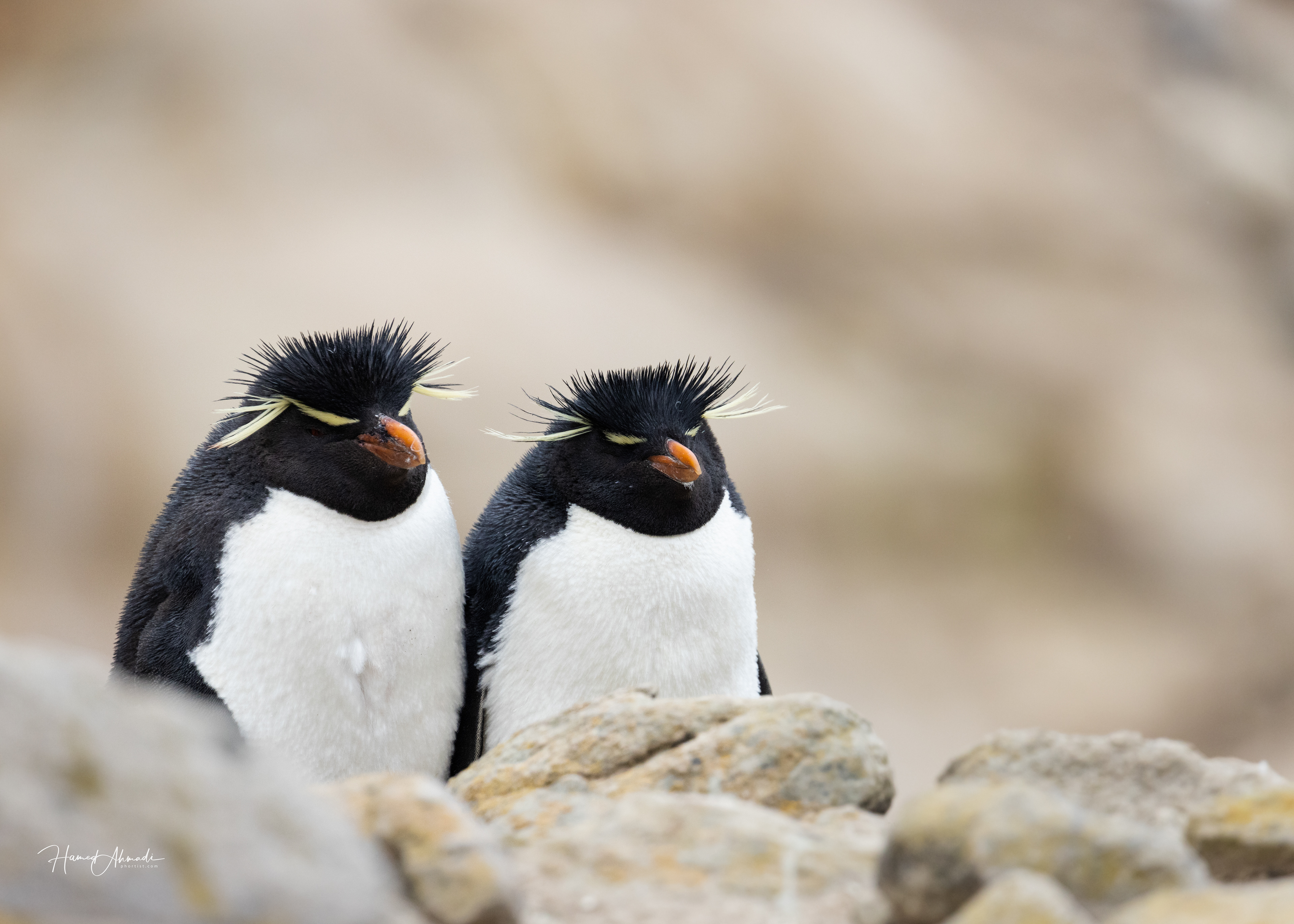 Rock Hopper Penguins, Falkland Islands