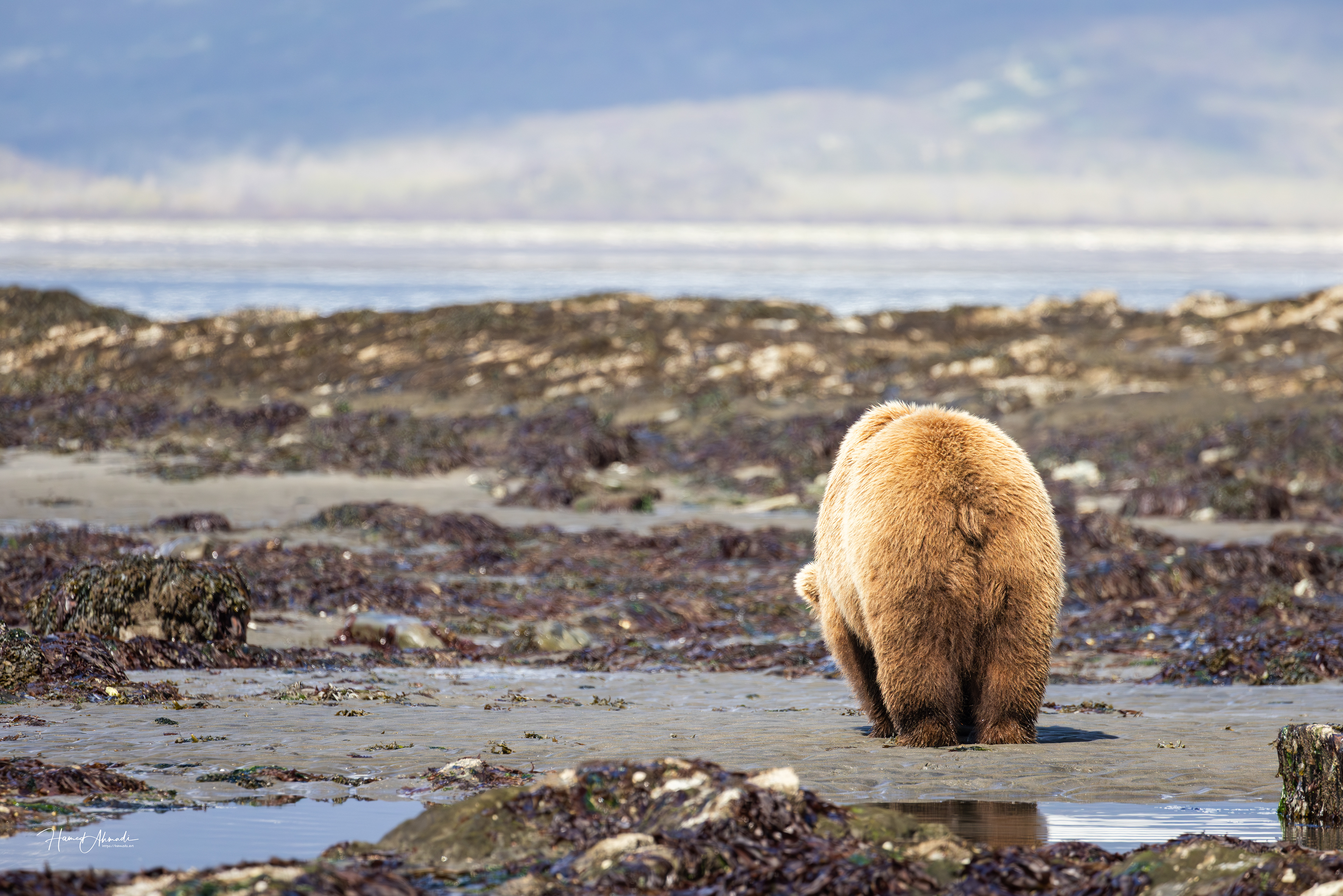 The cutest butt ever, Kodiak Island, Alaska