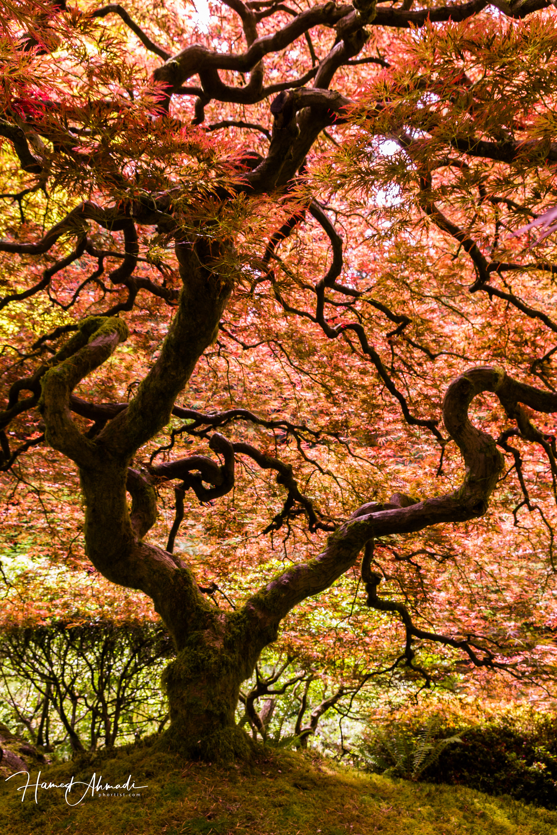 Portland Botanical Garden, Oregon
