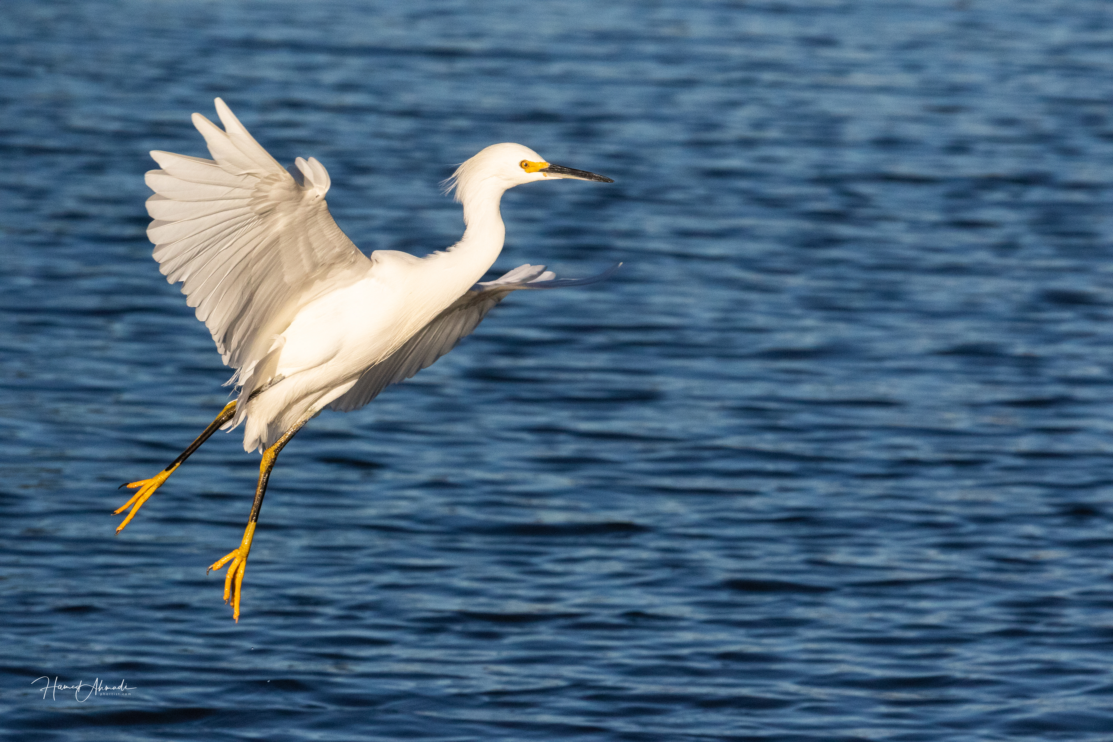 White Heron, California