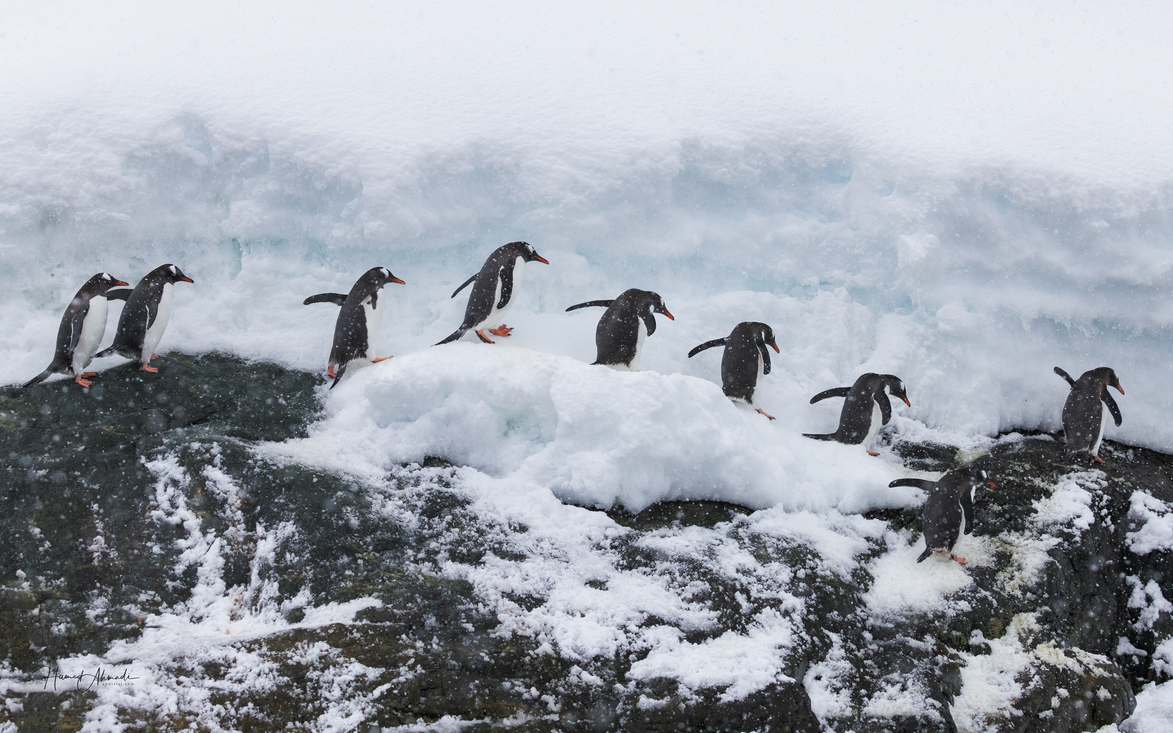 Gentoo Penguins, Antarctica
