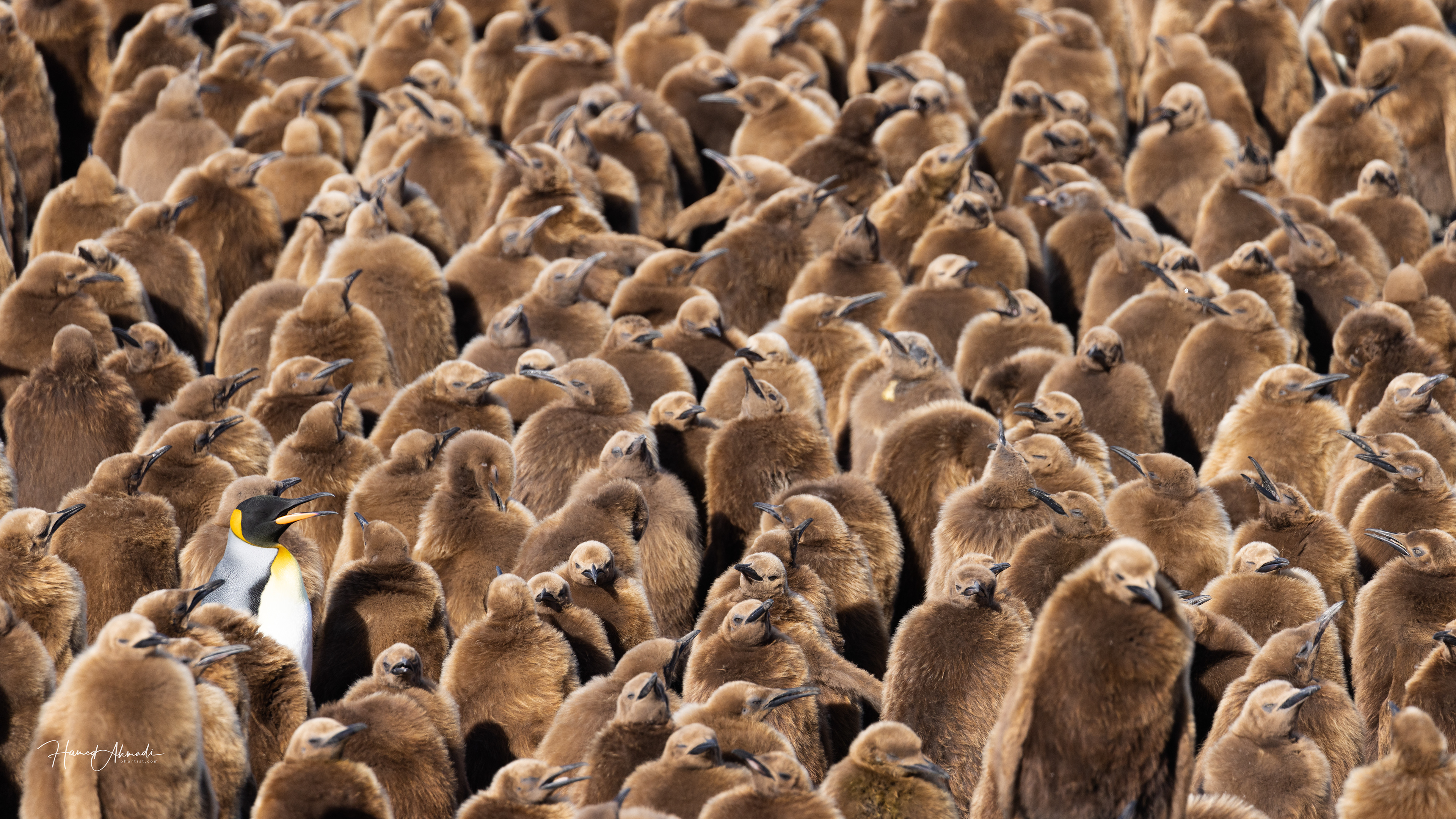 King Penguins, St Andrews Bay, South Georgia