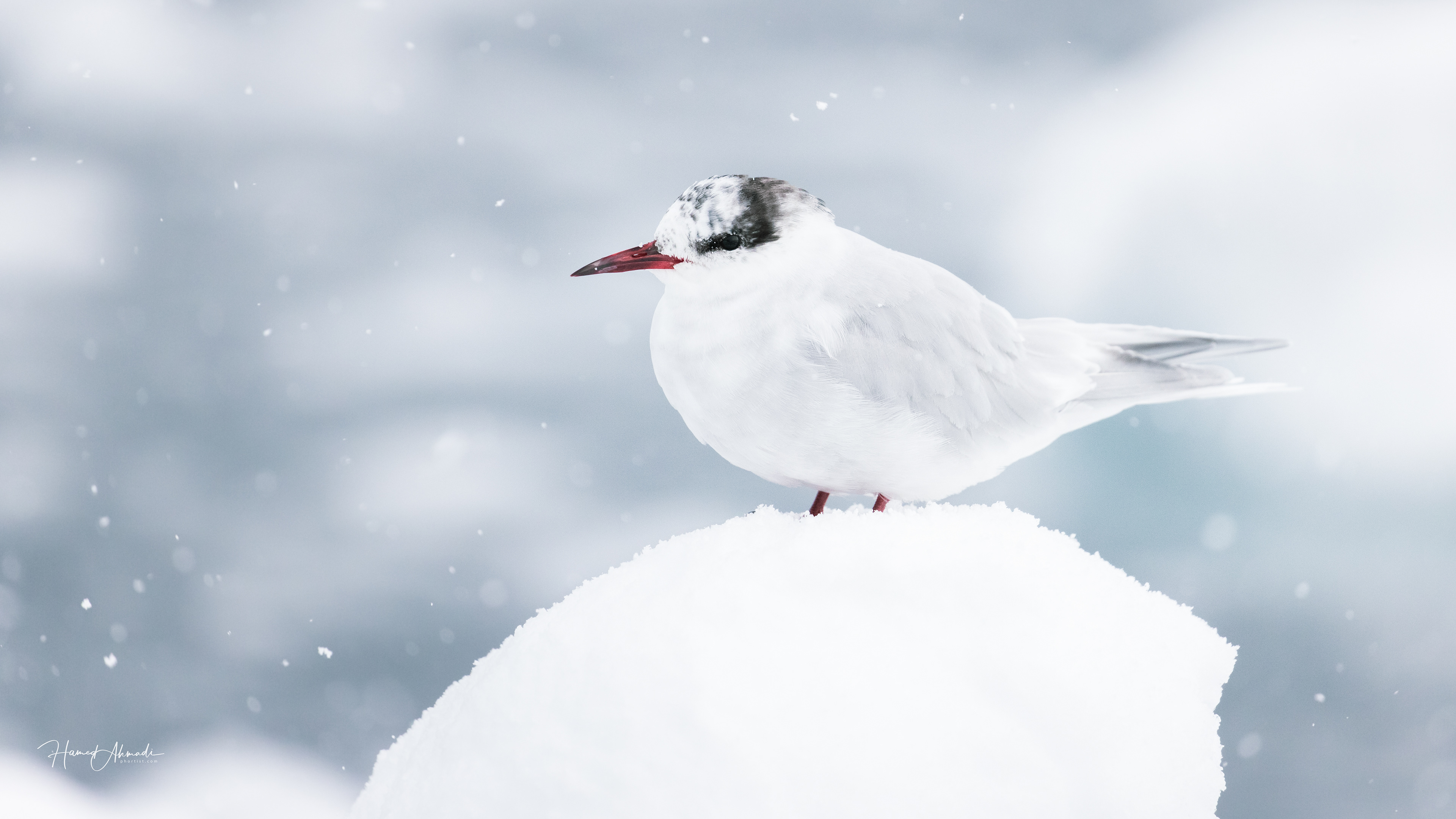 Antarctic Tern