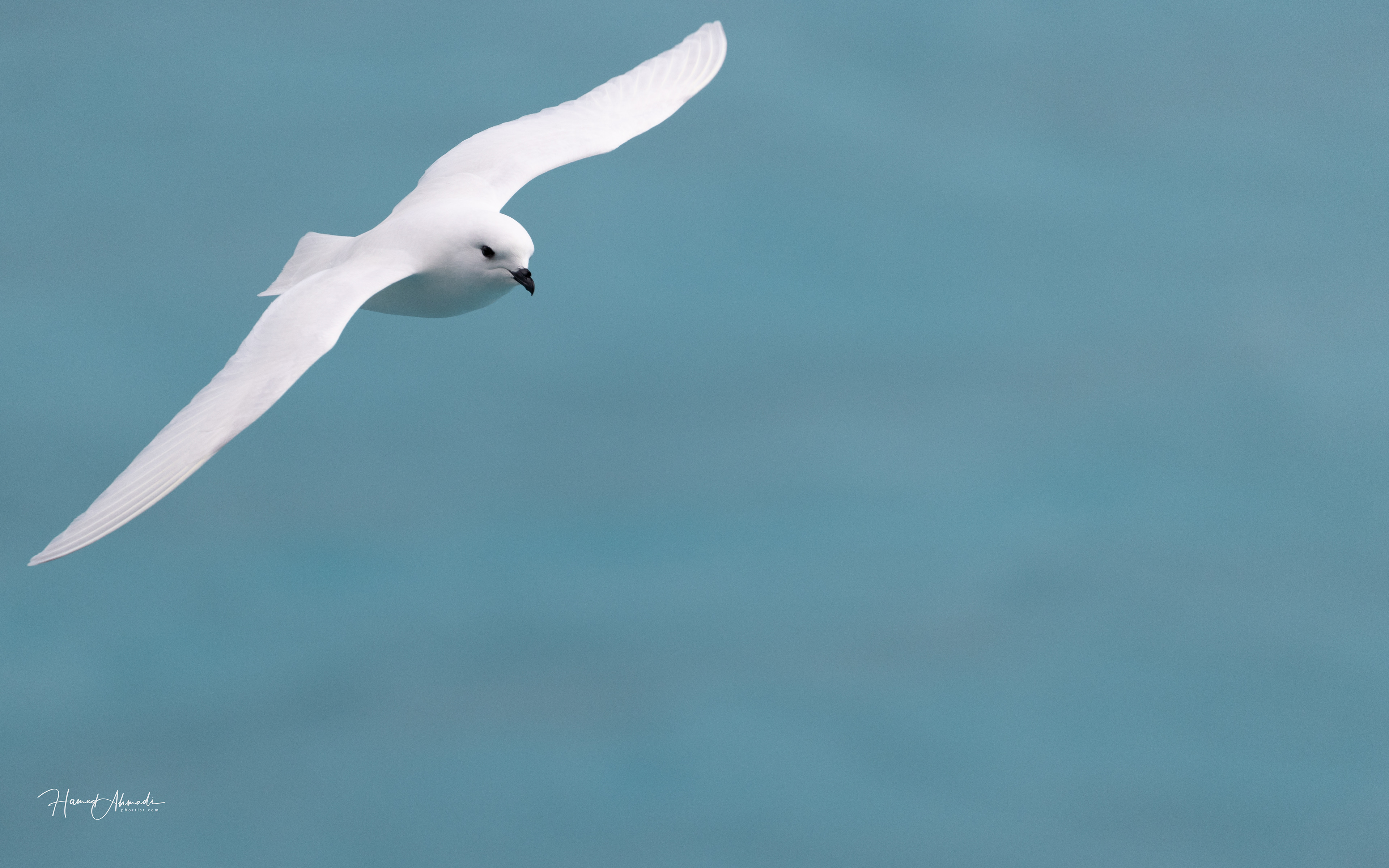 Snow Petrel, South Georgia Island