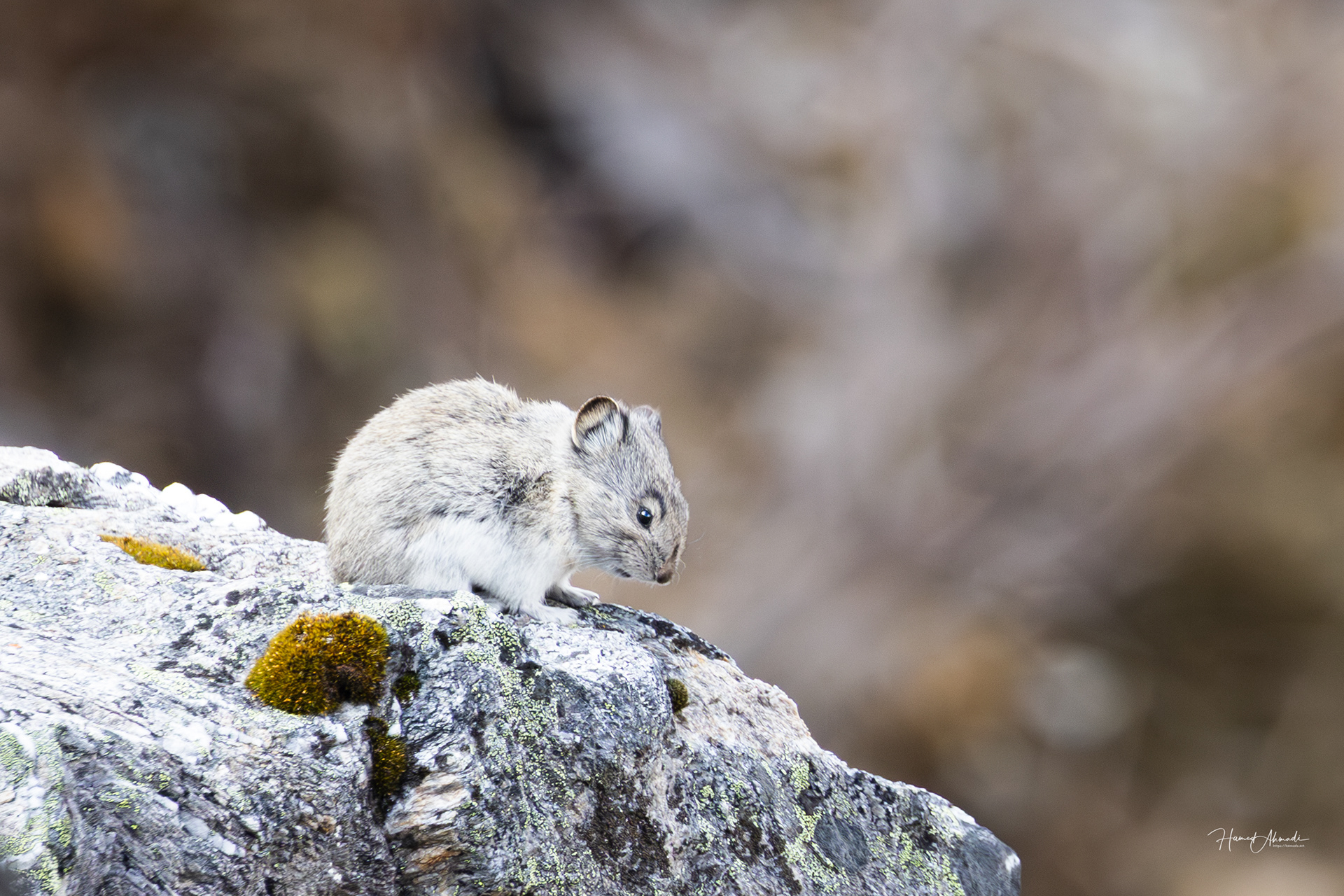 Denali National Park, Alaska