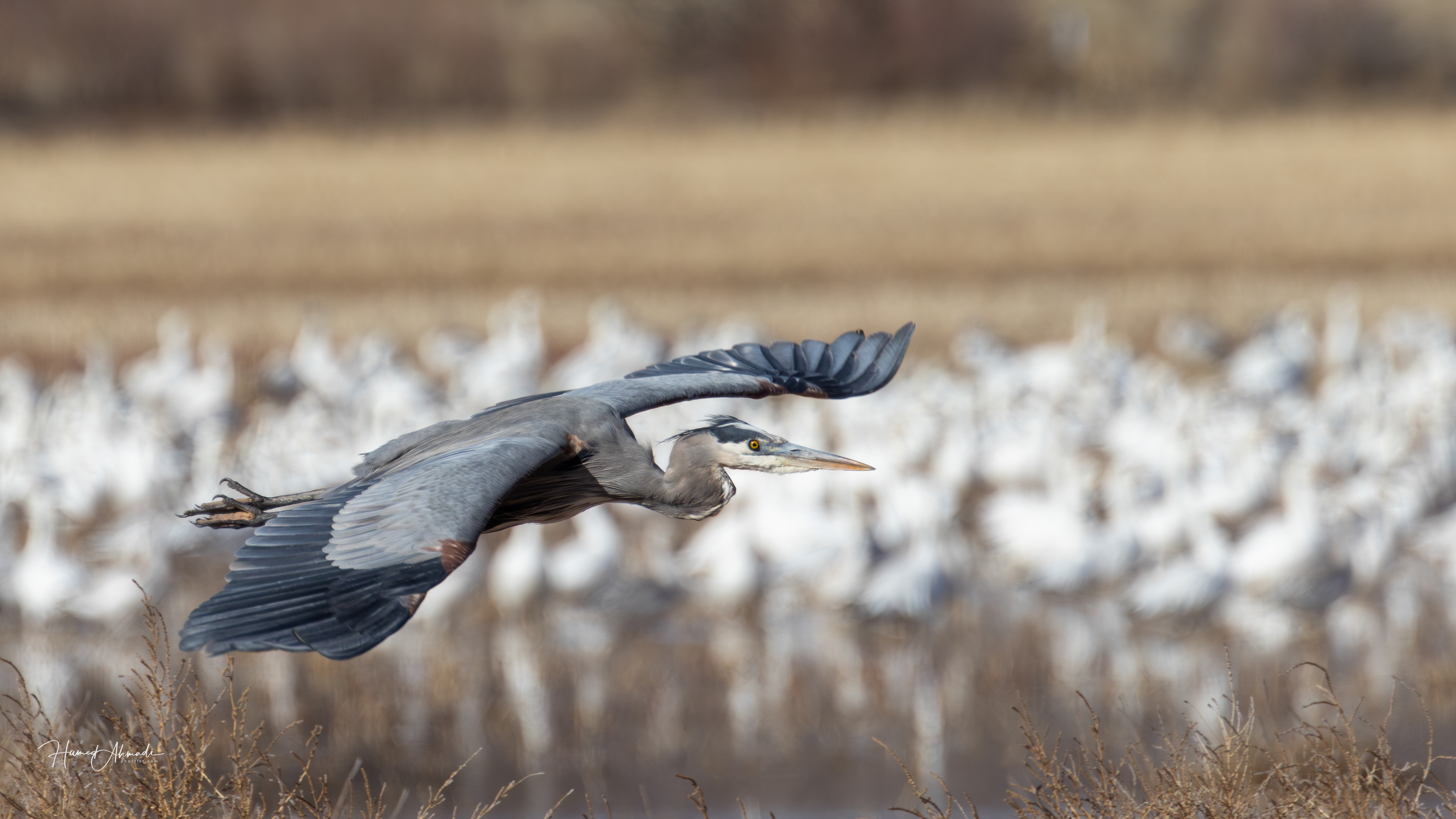 Blue Heron, Bosque del Apache Refuge, New Mexico