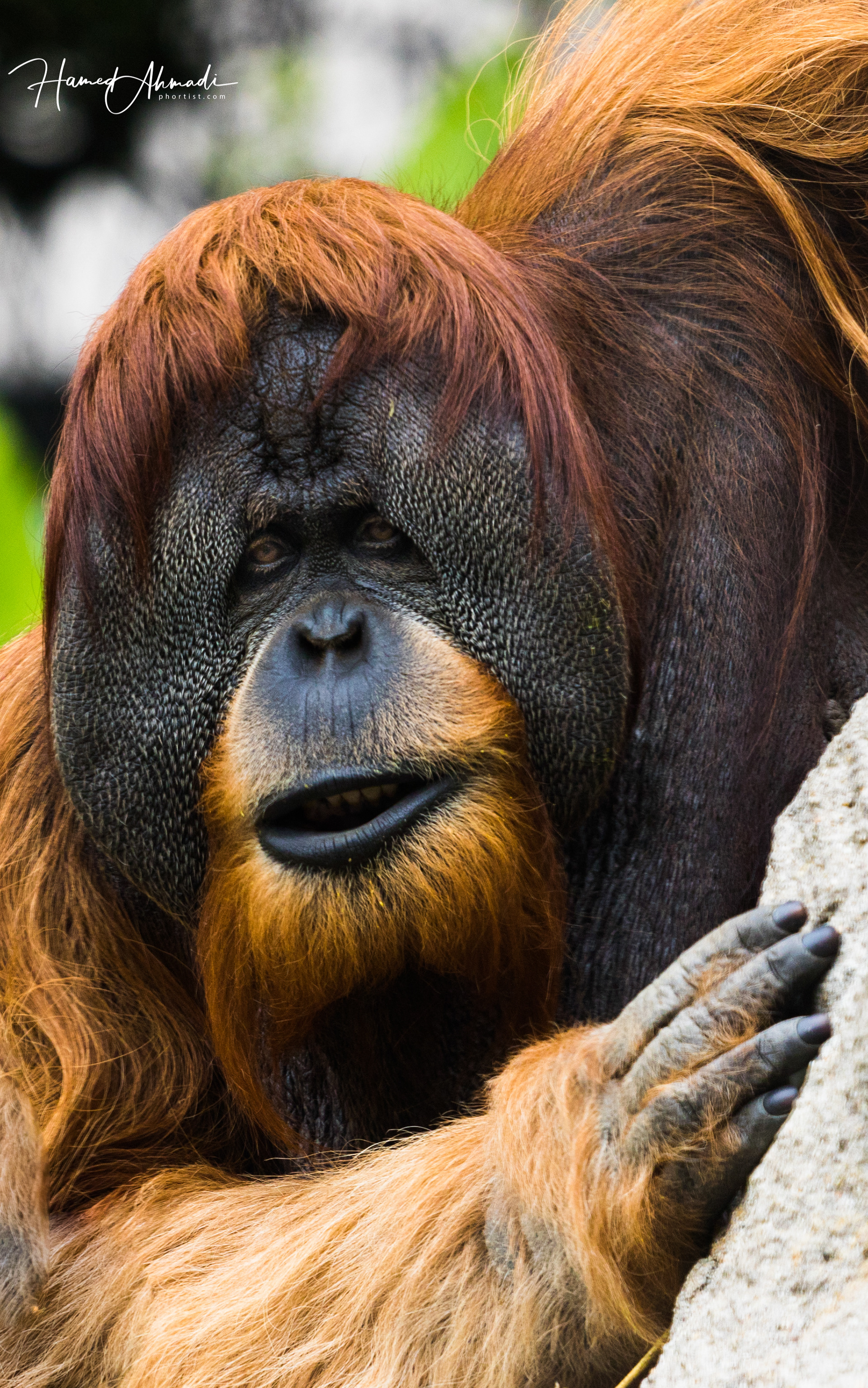 Orangutan, San Diego Zoo