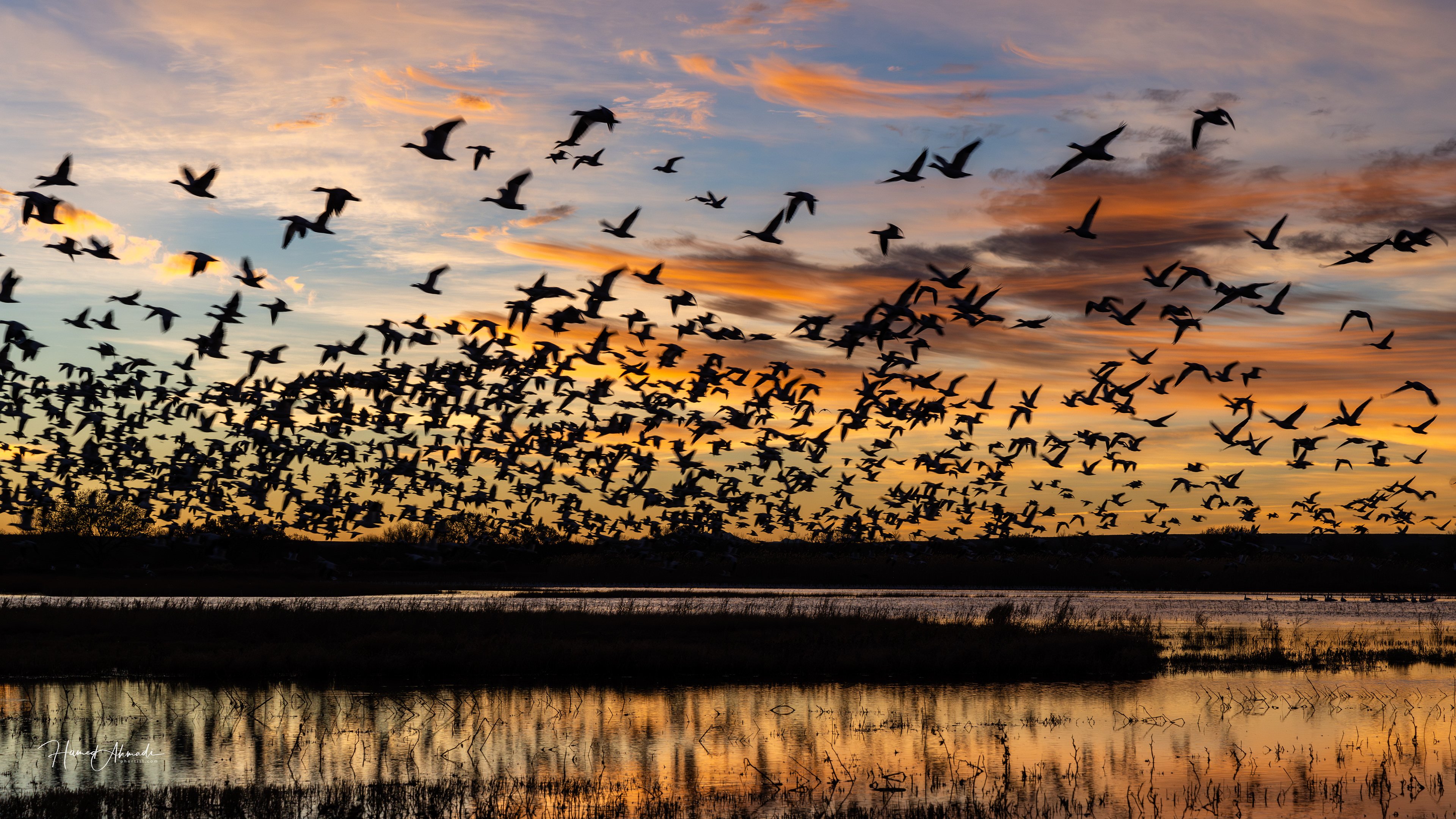 Snow Geese Group Lift-off, Bosque del Apache Refuge, New Mexico