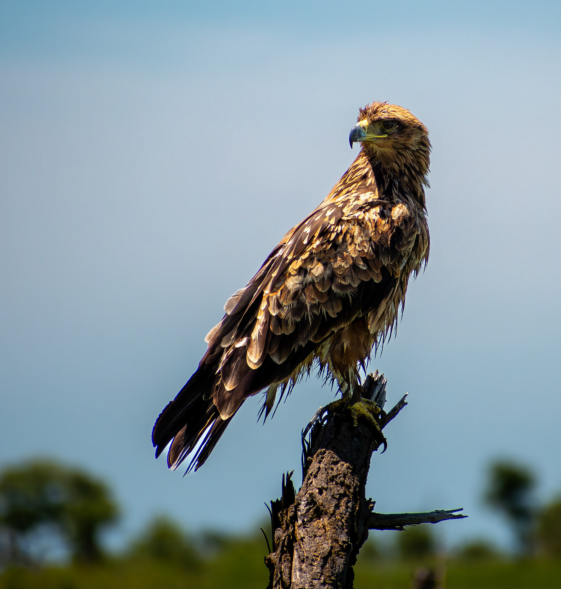 Tawny Eagle