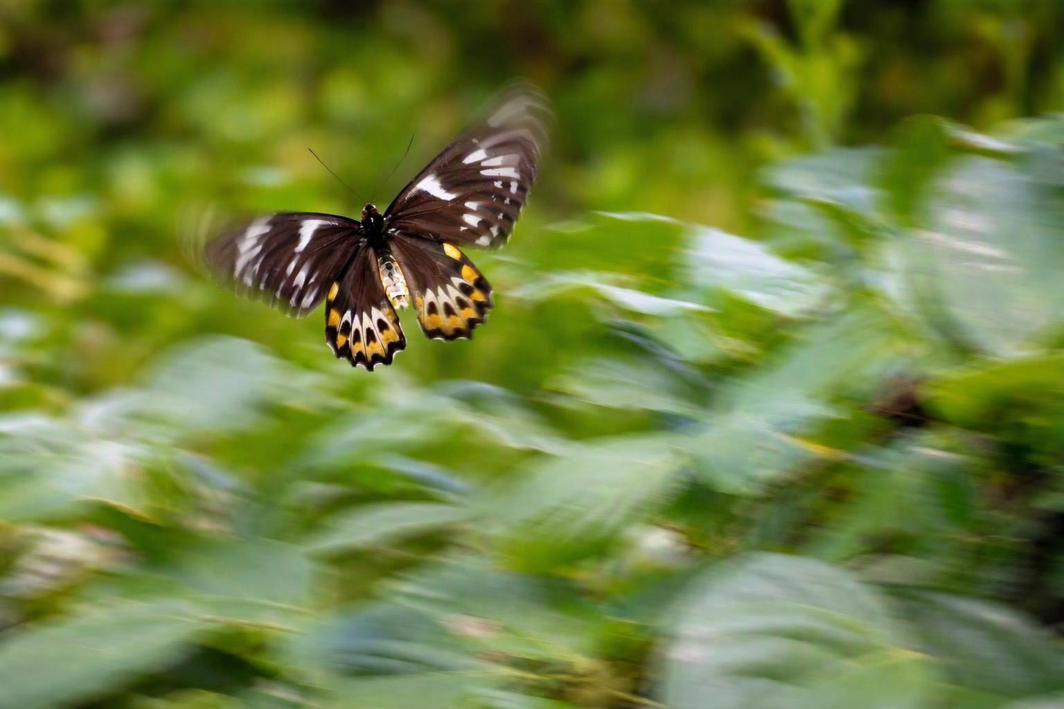 Cairns Birdwing