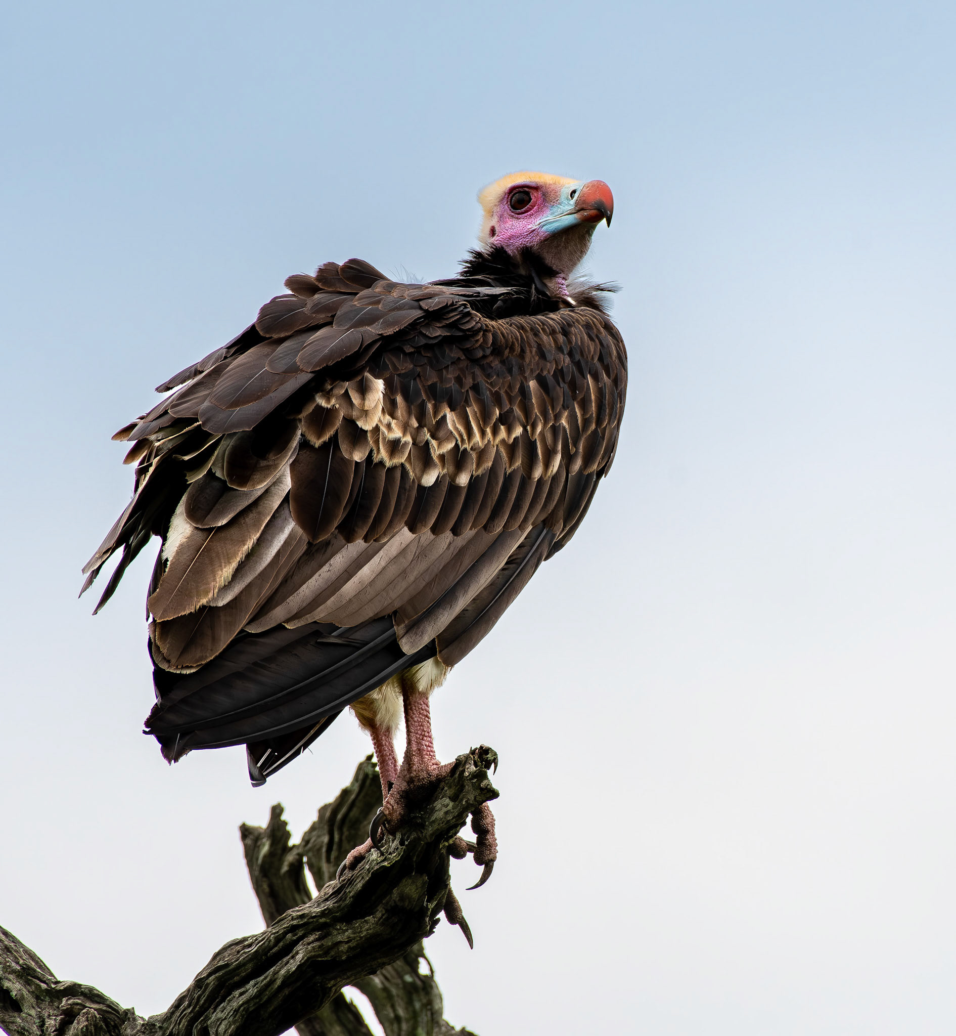 White-headed Vulture