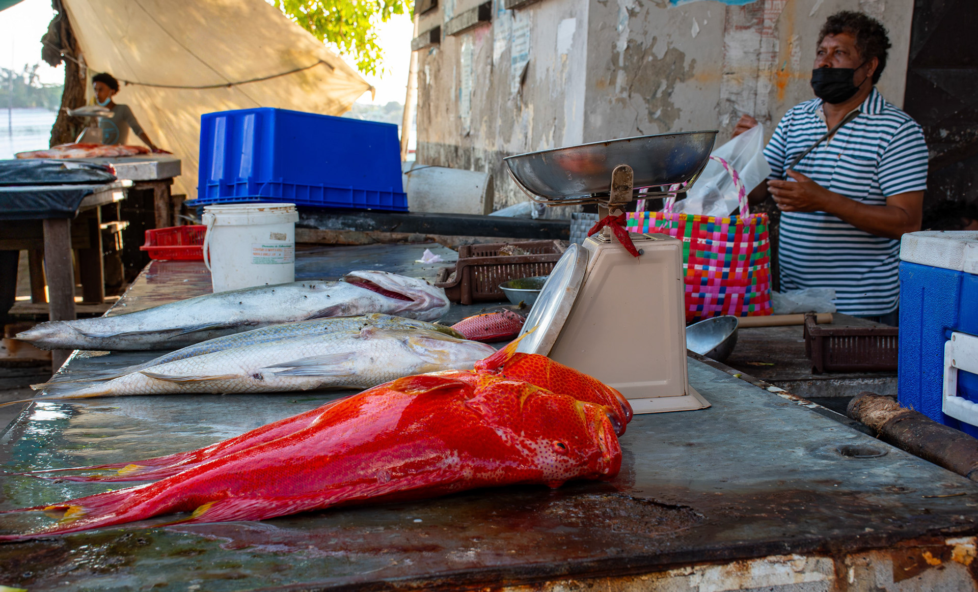 The fish market • Trou d'Eau Douce, Mauritius