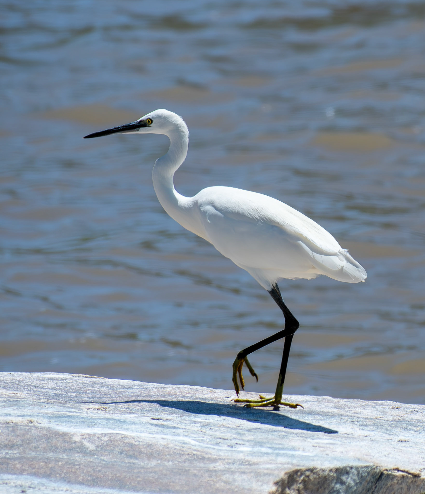 Great egret