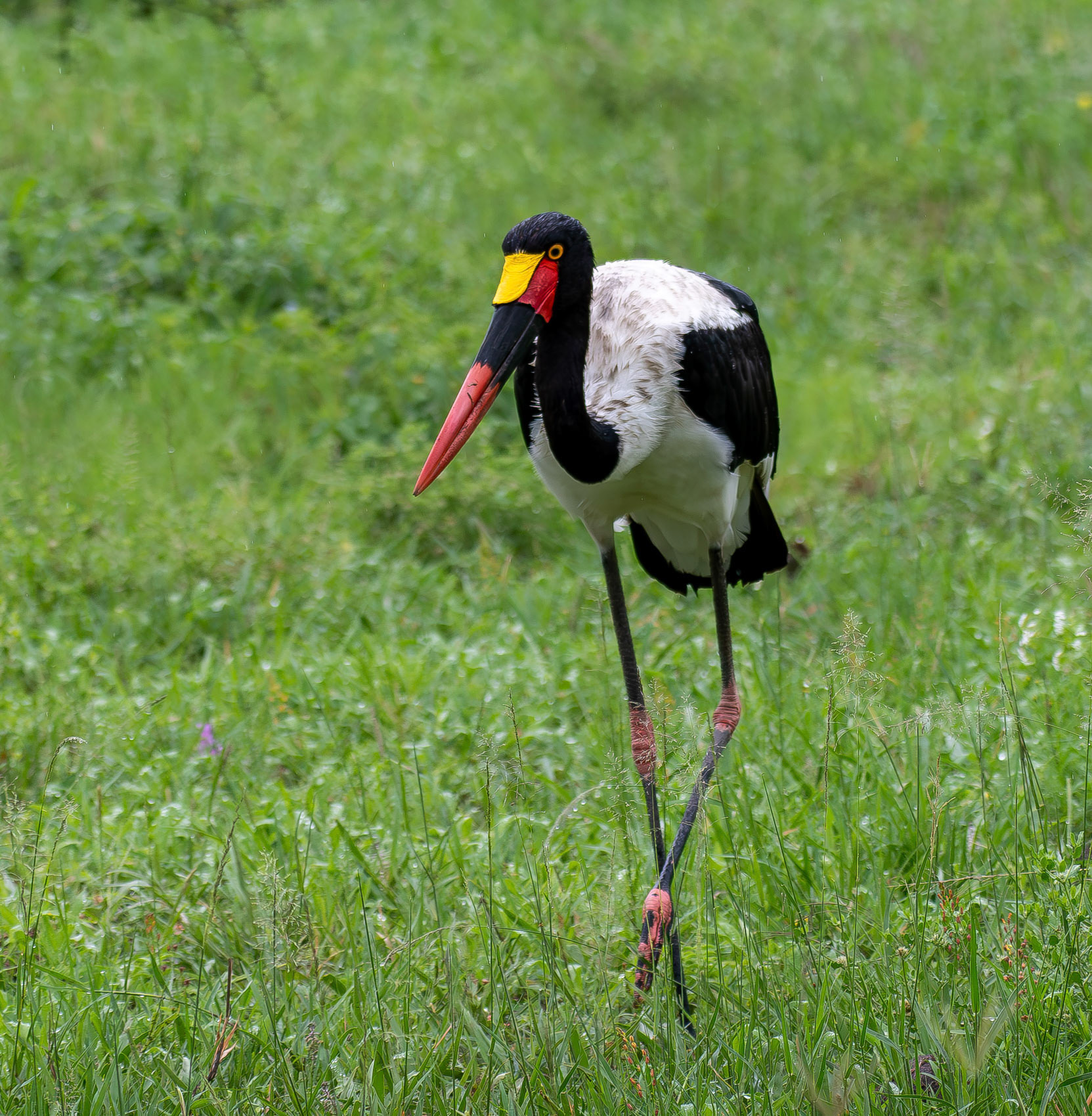 Saddle-billed stork
