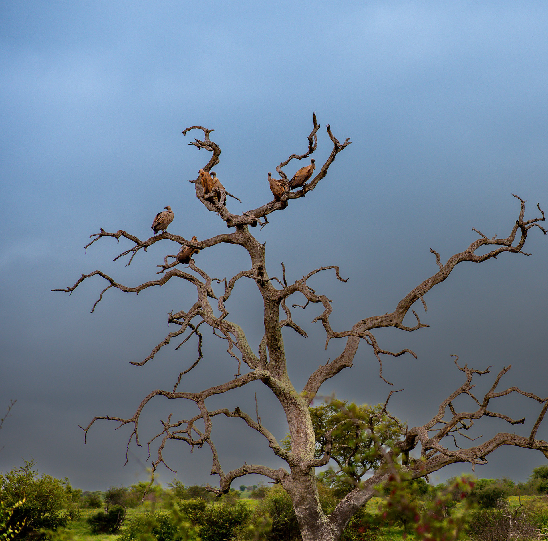 White-backed vulture