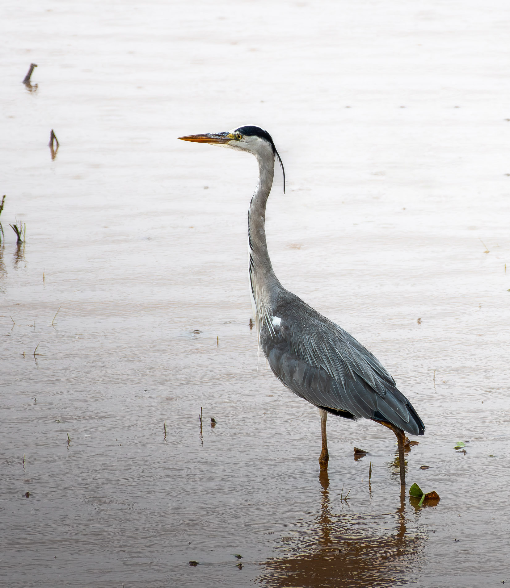 Grey heron
