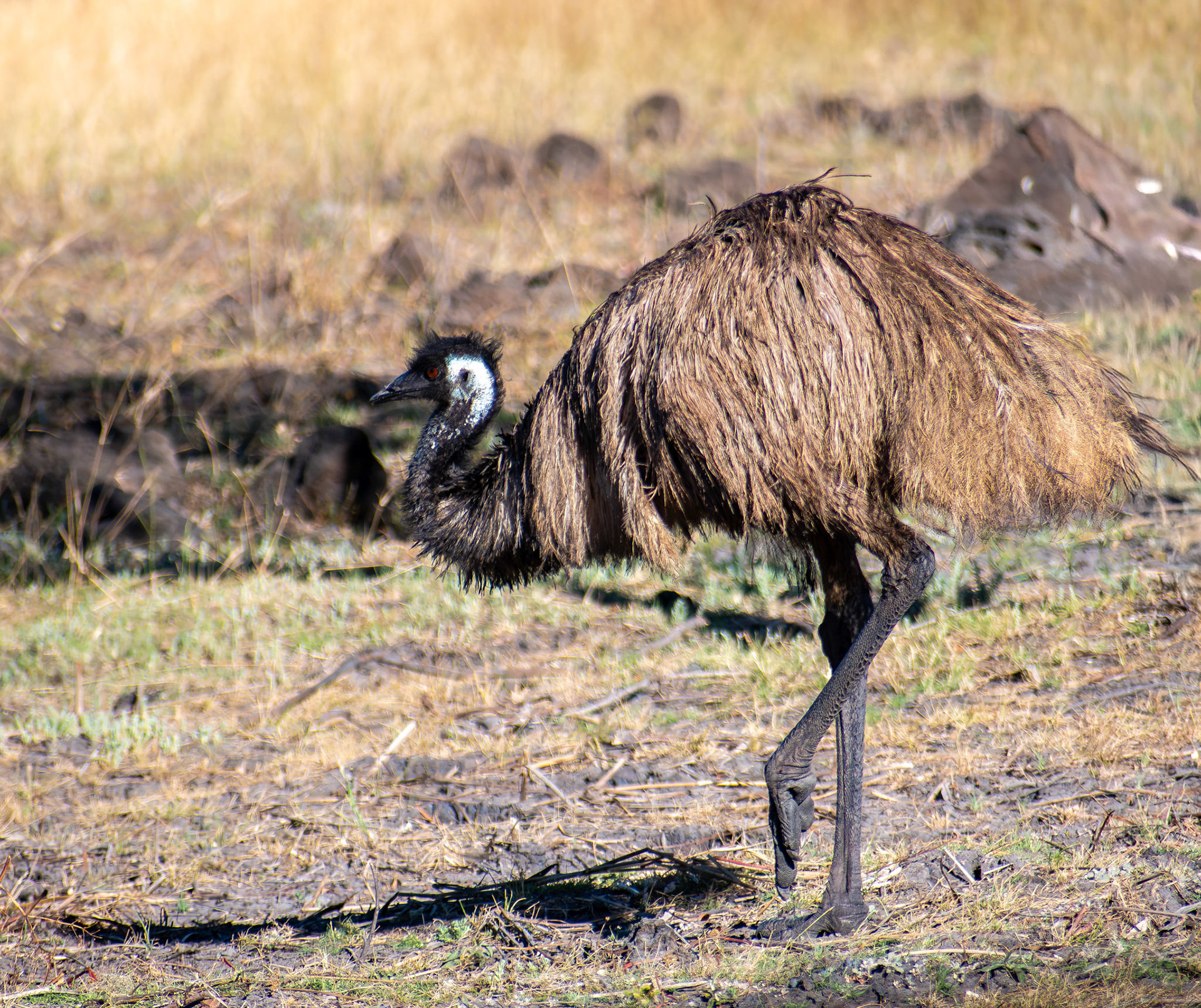 Emu