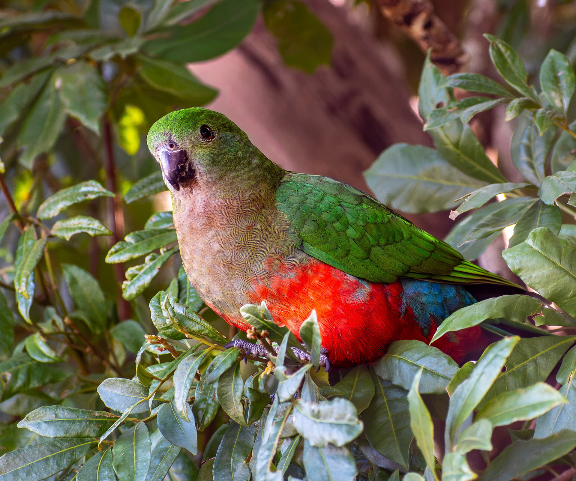 Australian King Parrot