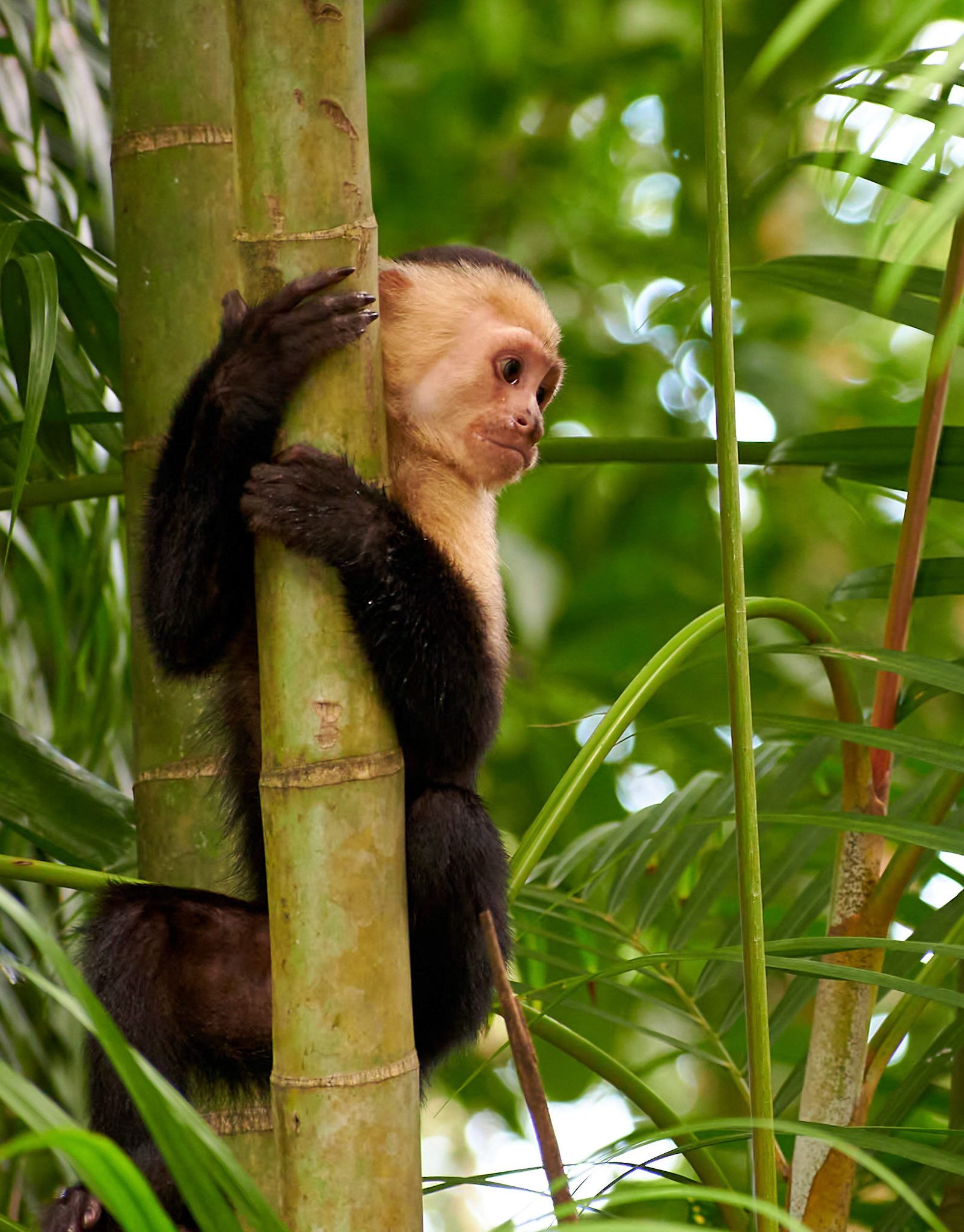 Hvidhalset kapucinerabe