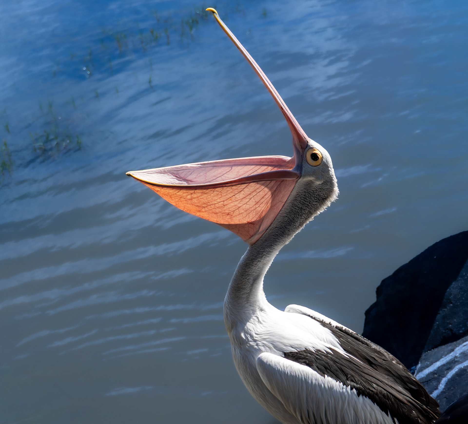 Australian Pelican