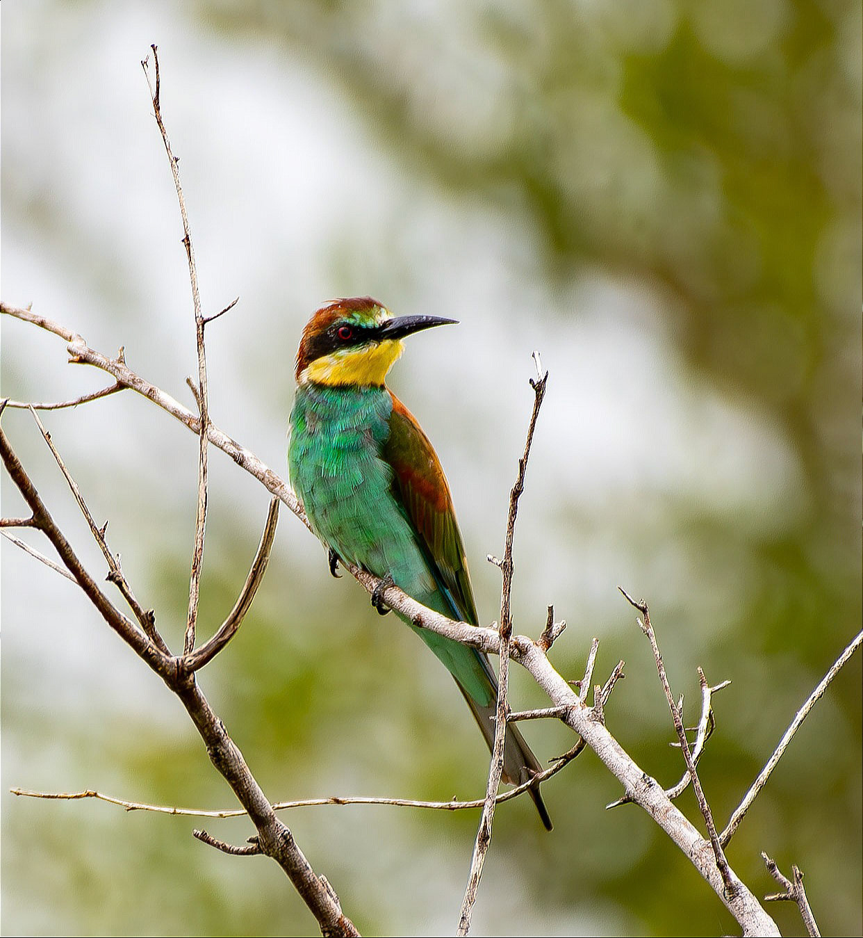 European bee-eater
