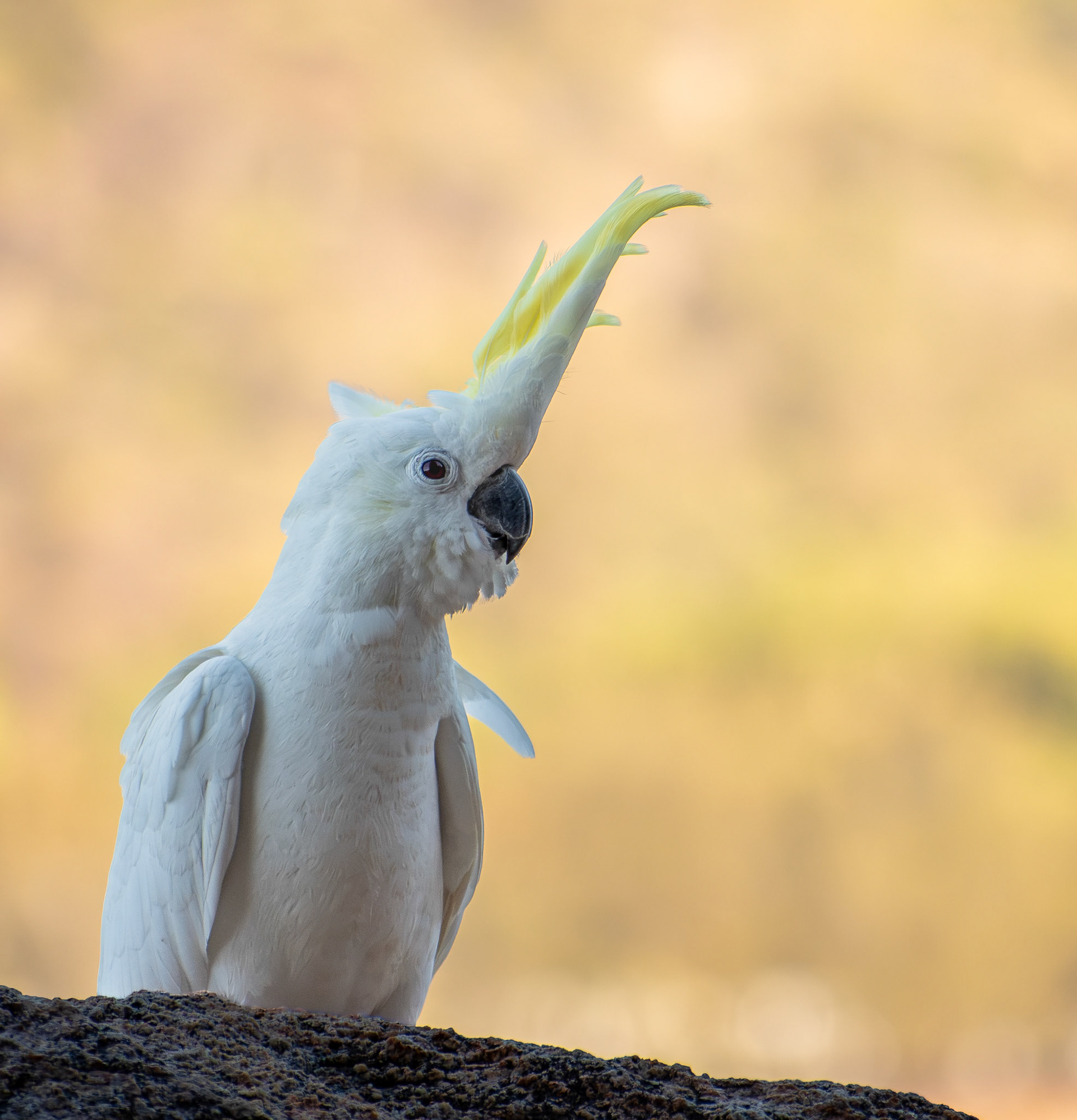 Sulphur-Crested Cockatoo