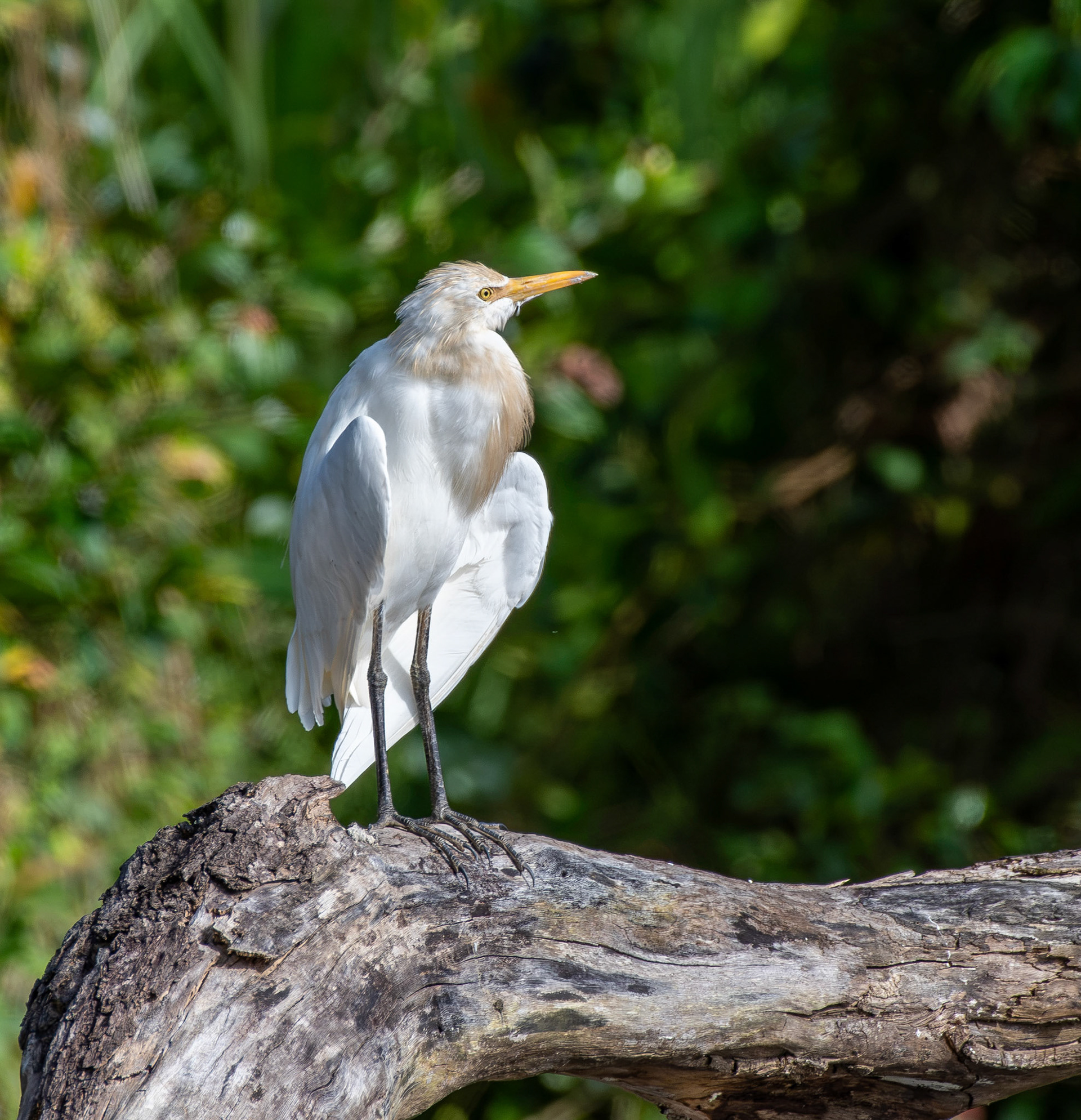 Eastern Cattle-Egret