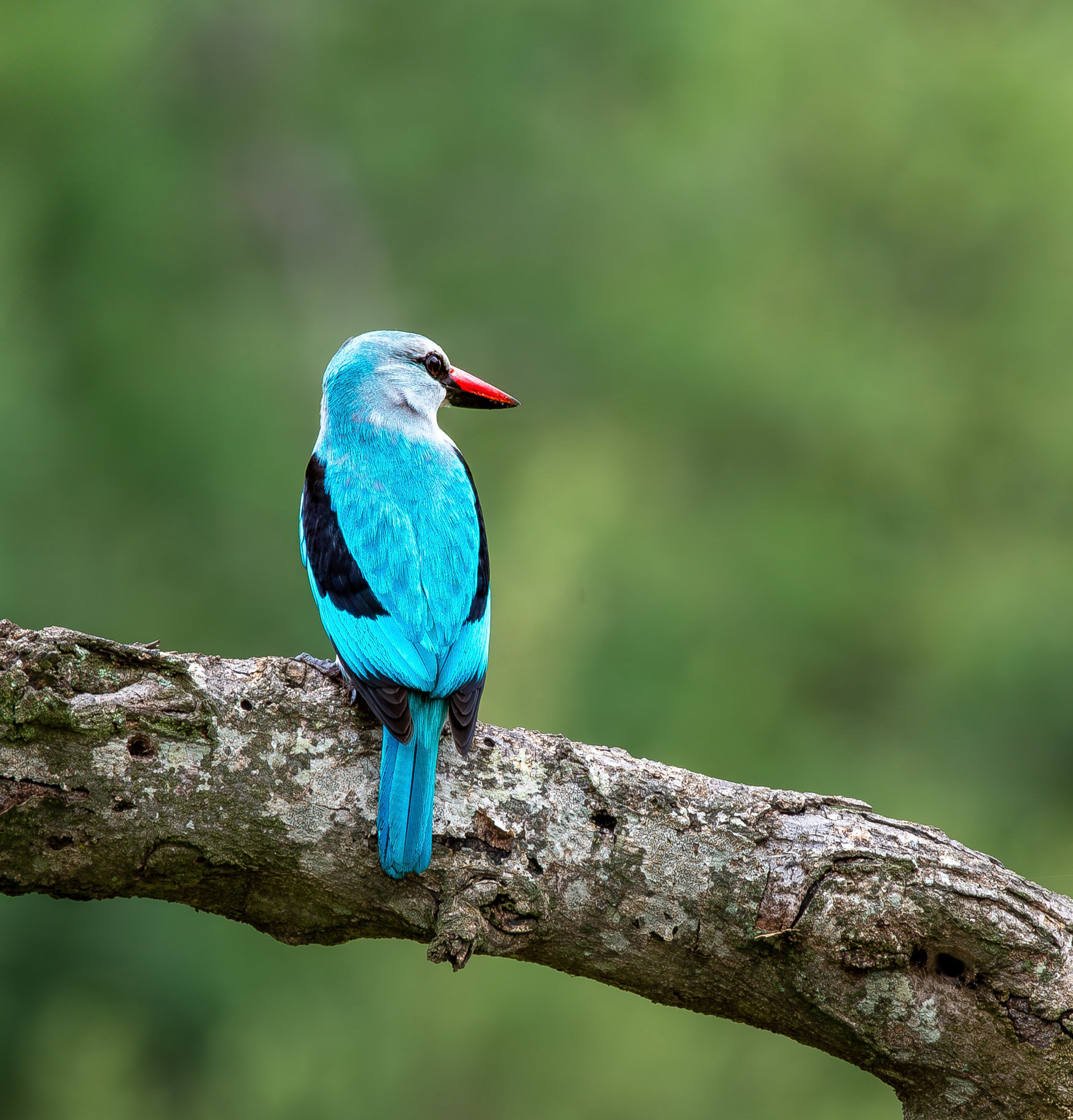 Greyheaded Kingfisher