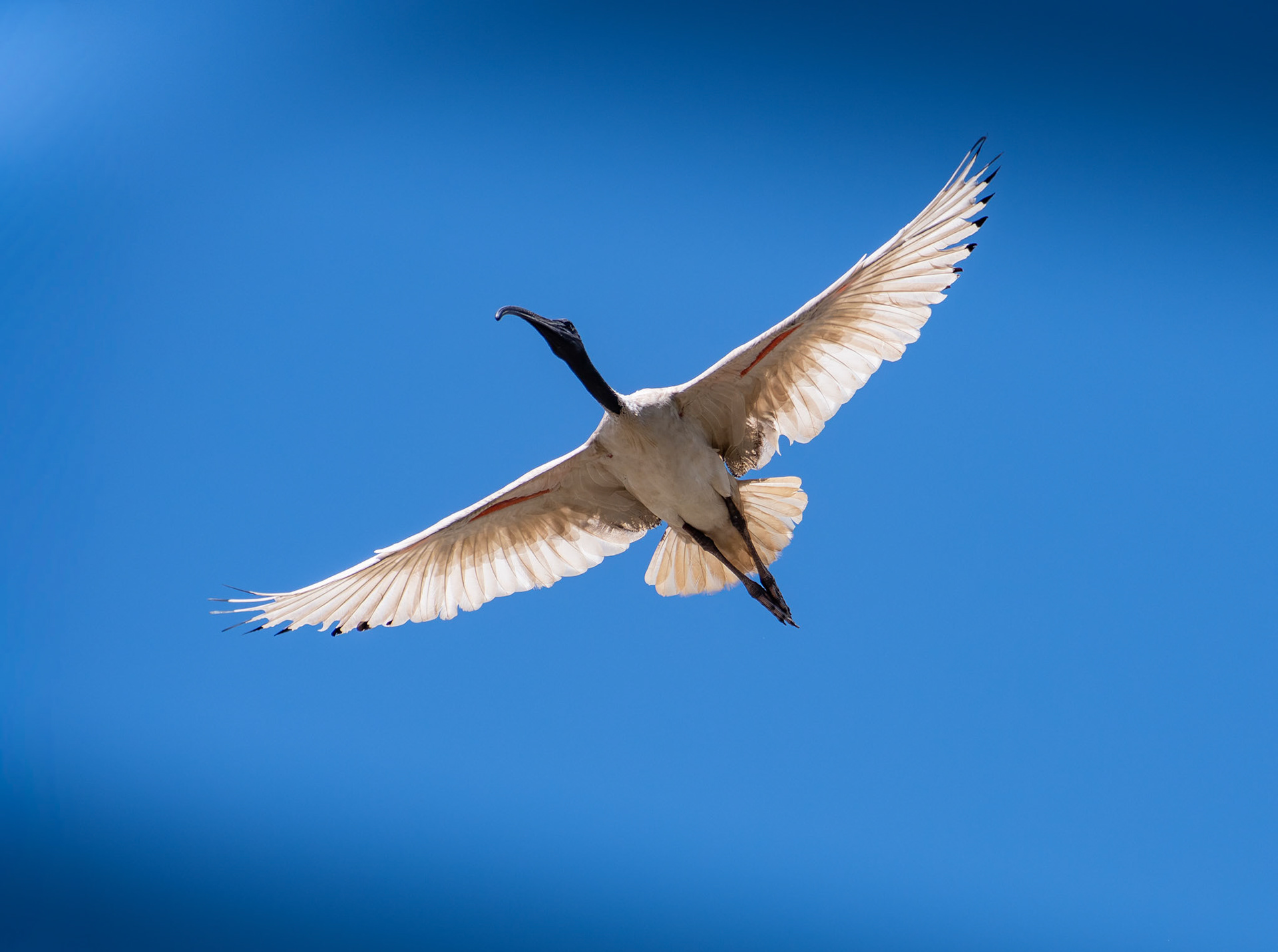 Australian White Ibis