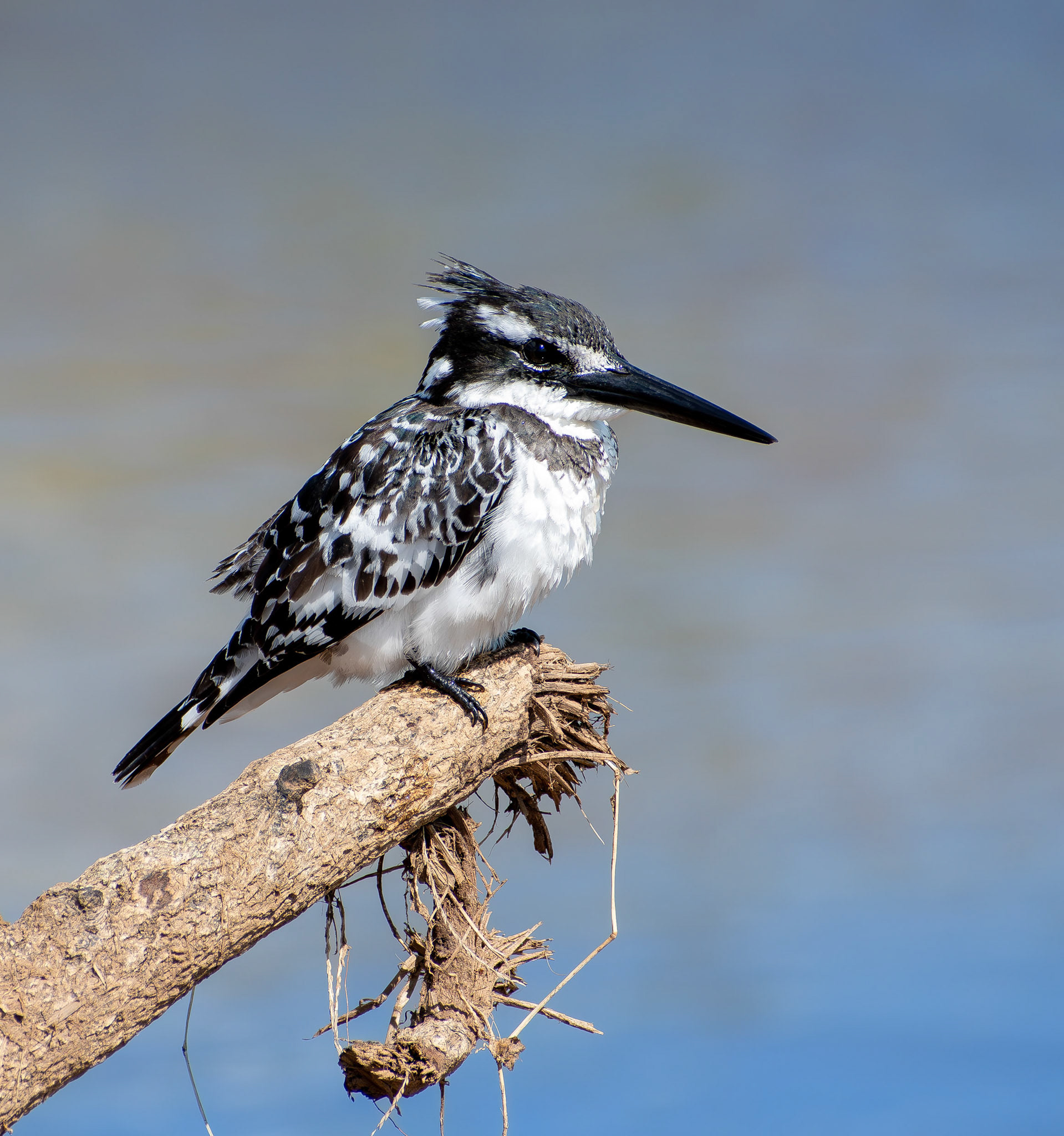 Pied kingfisher