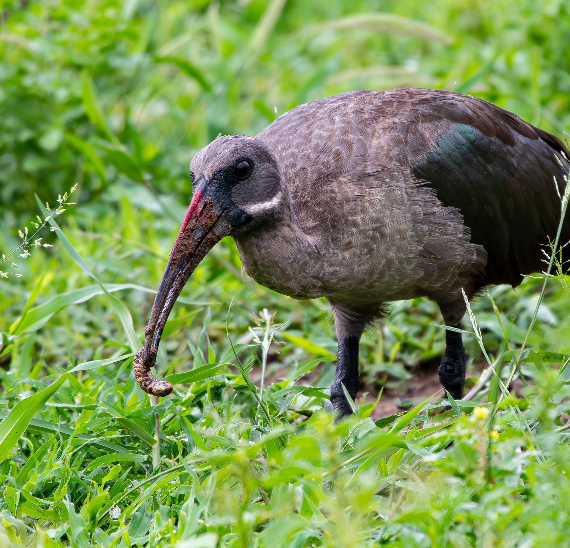 Hadada ibis